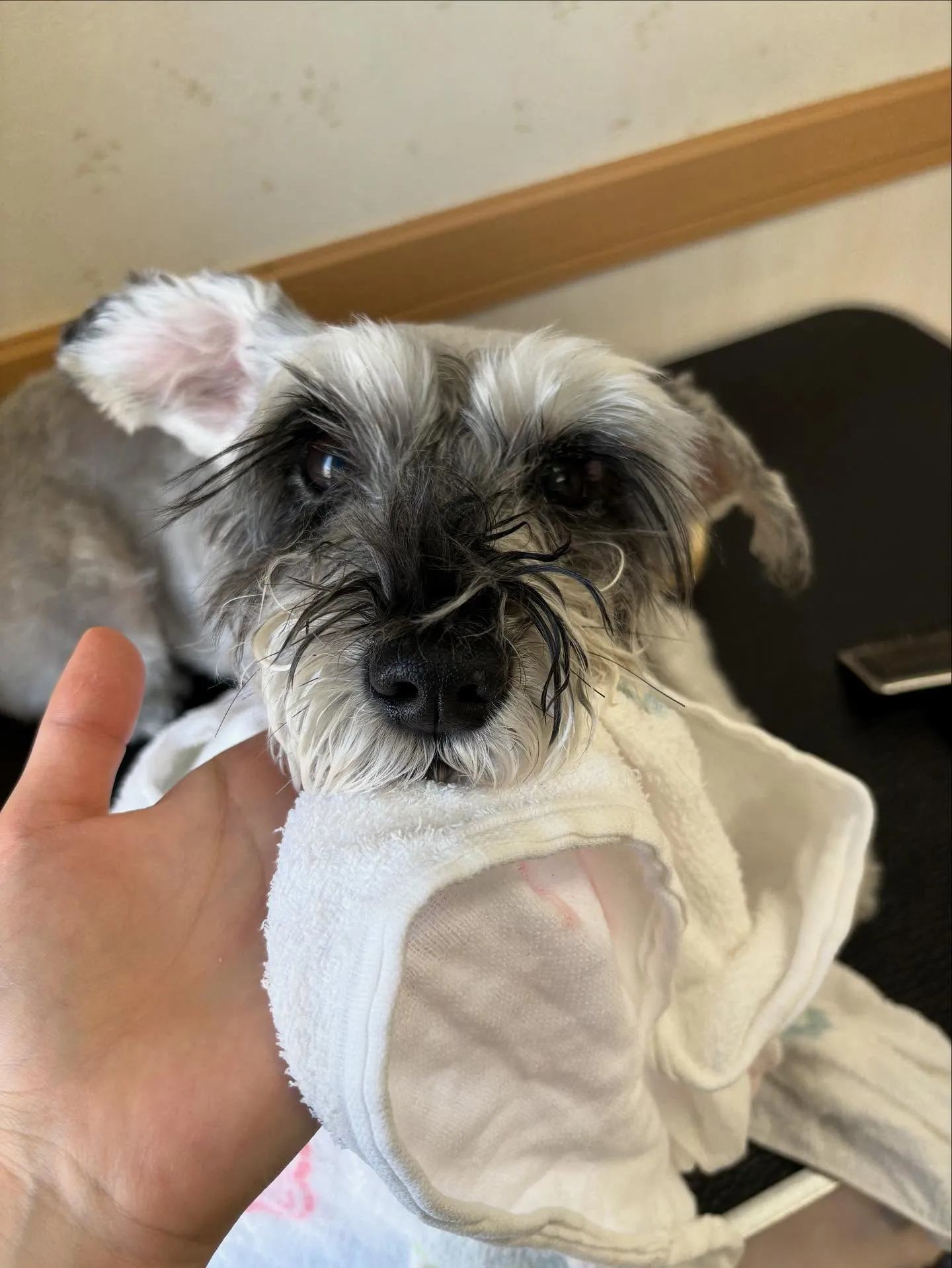 犬のトリミング✂️