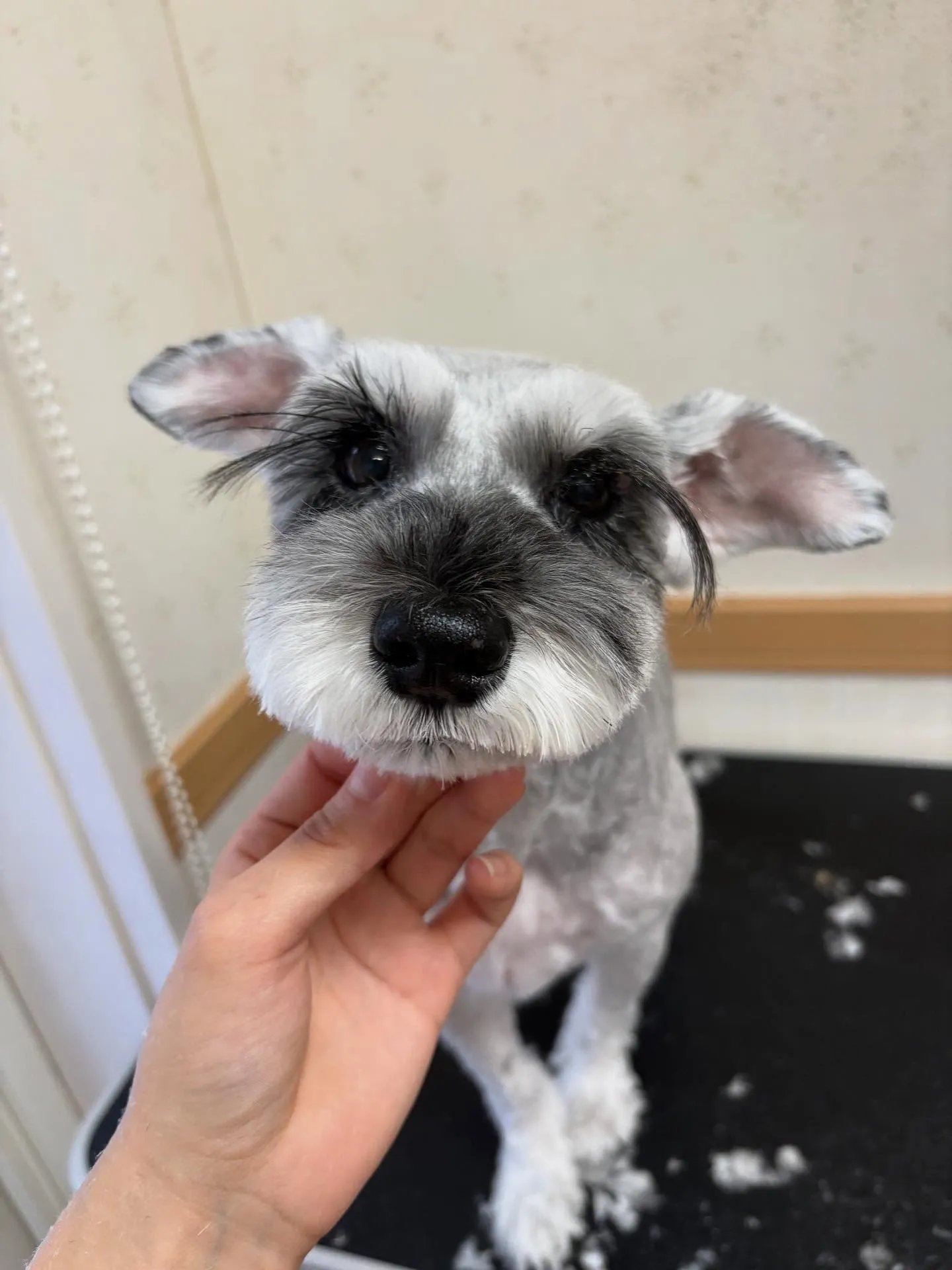 犬のトリミング✂️