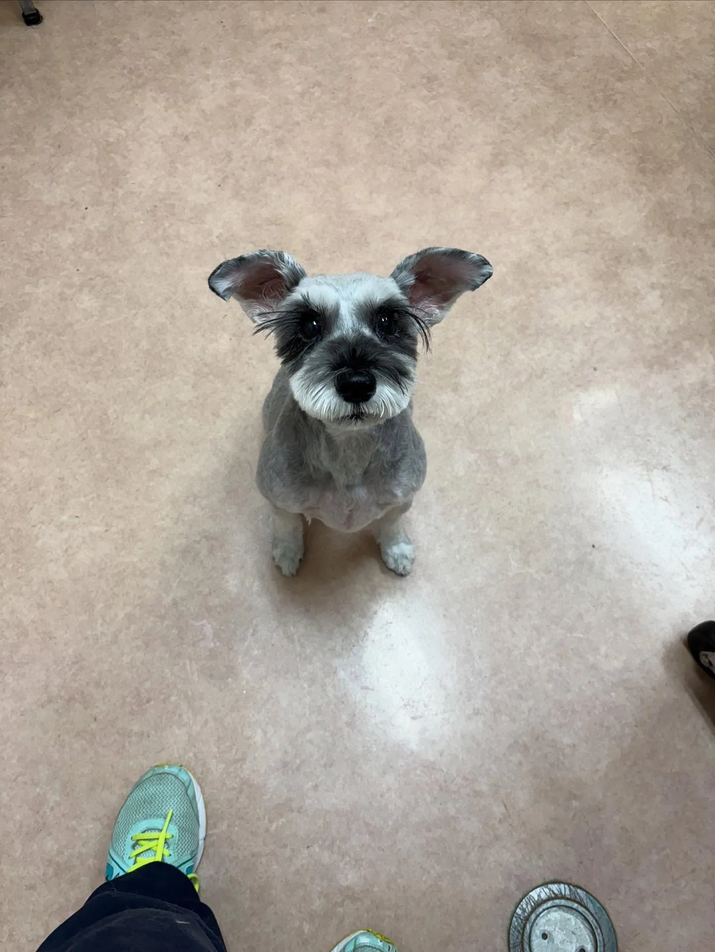 犬のトリミング✂️