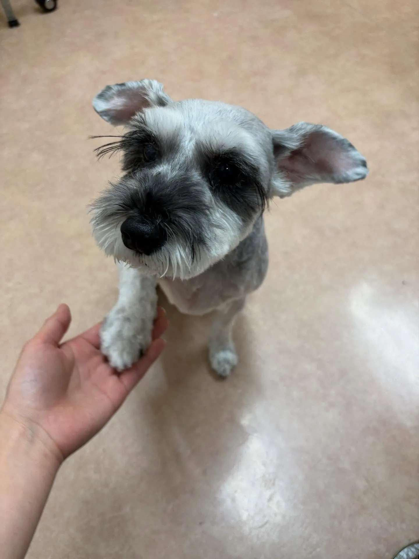 犬のトリミング✂️