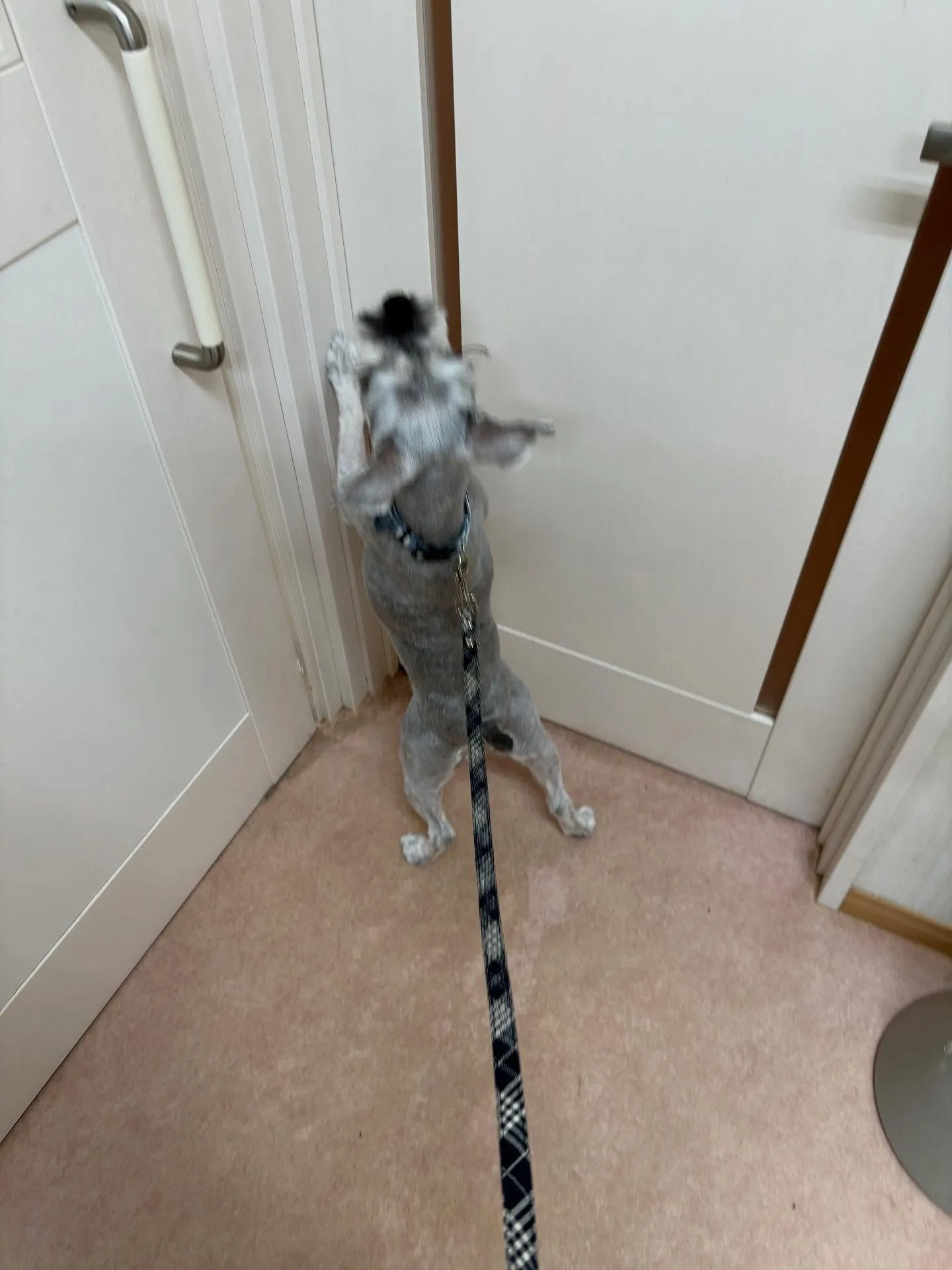 犬のトリミング✂️