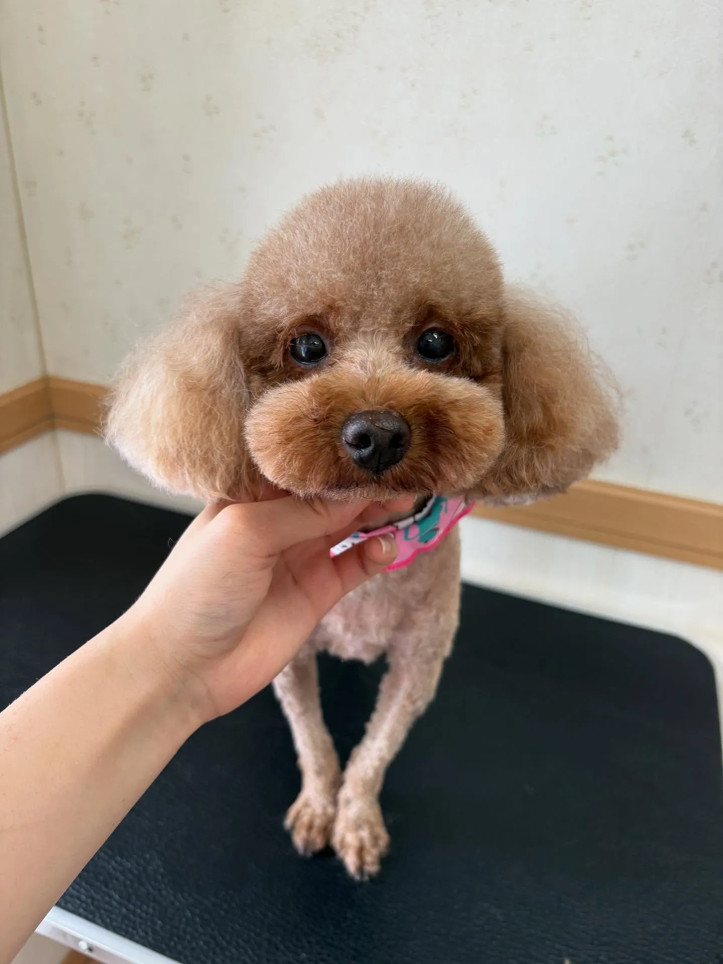 犬のトリミング✂️