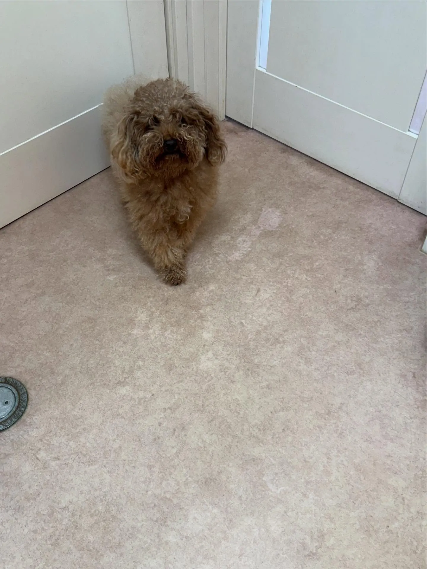 犬のトリミング✂️