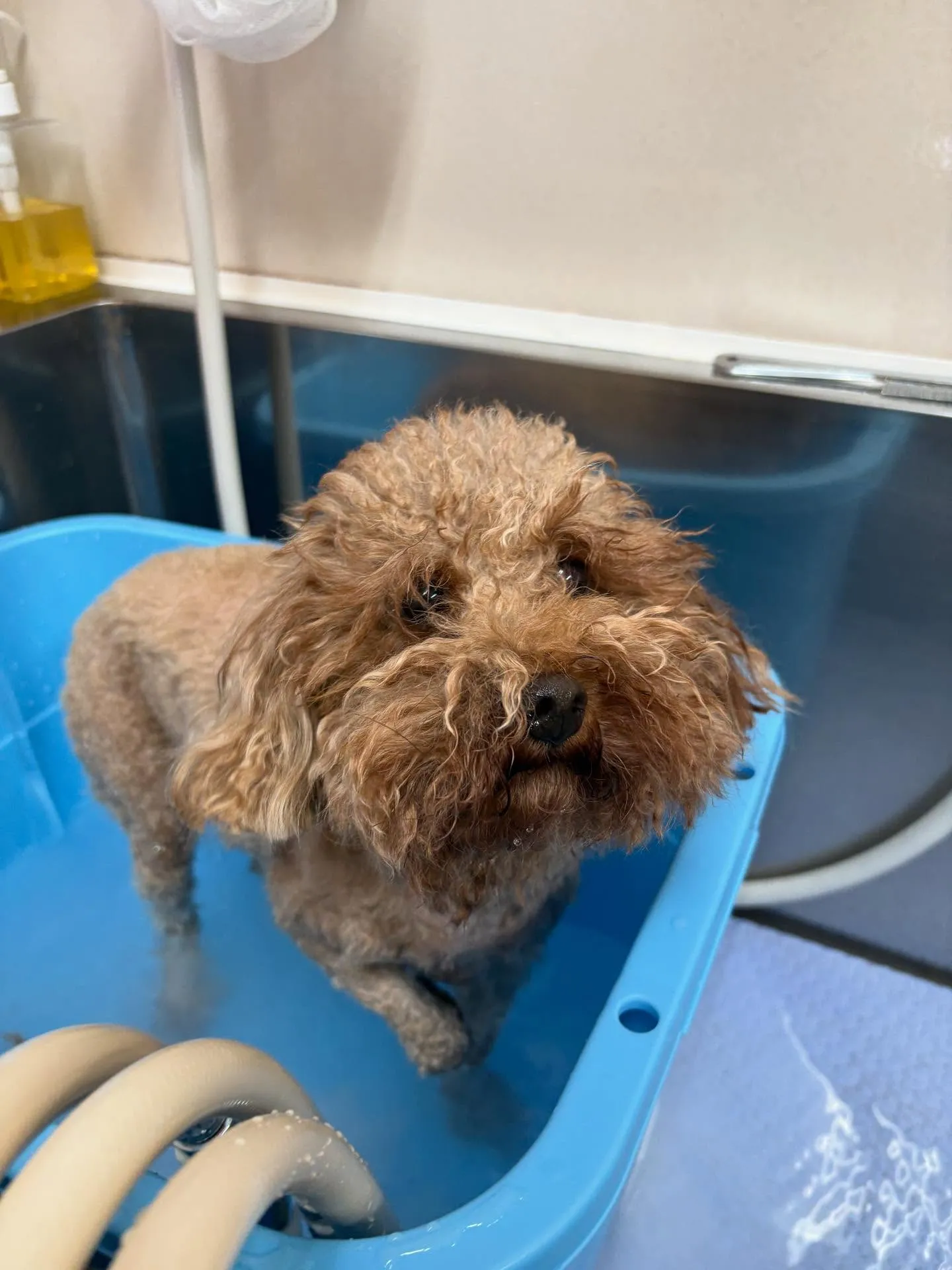 犬のトリミング✂️