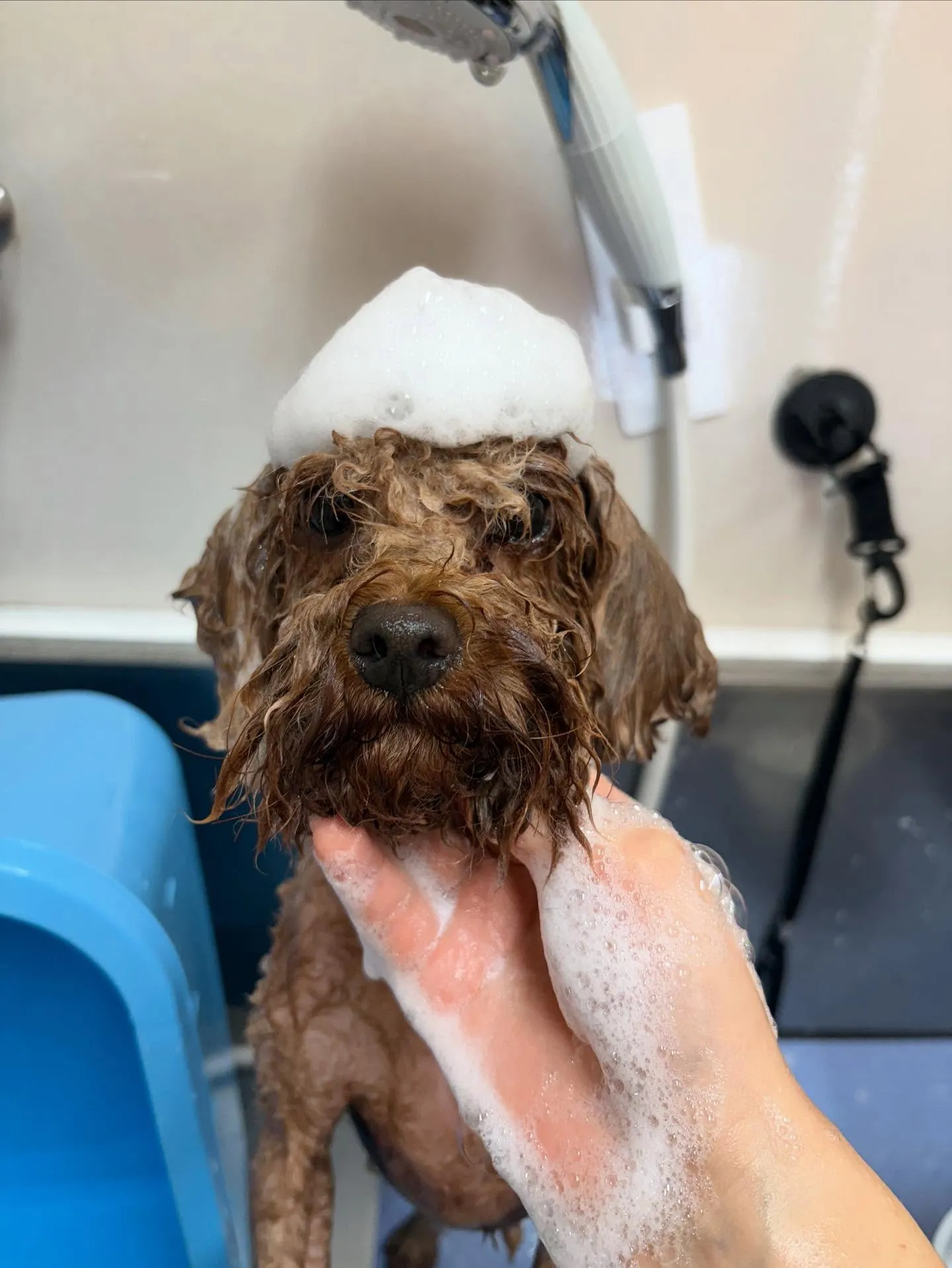 犬のトリミング✂️