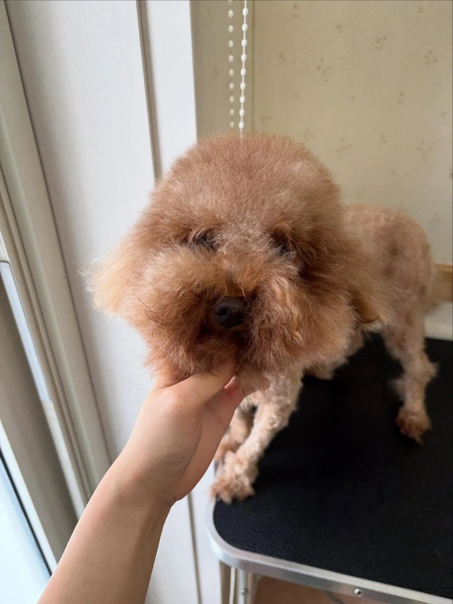 犬のトリミング✂️