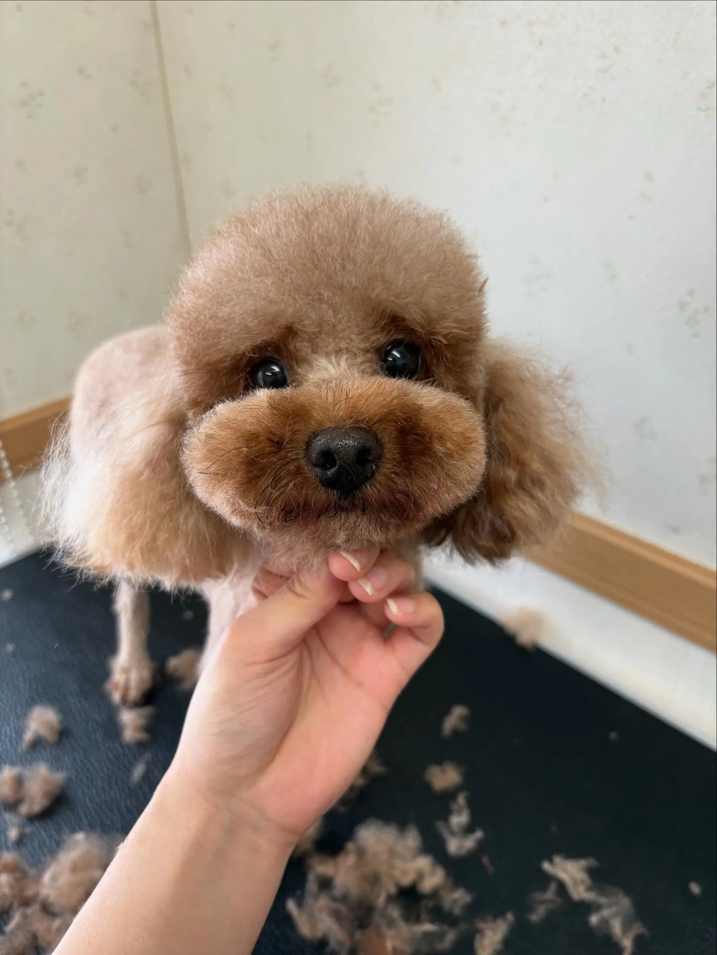 犬のトリミング✂️