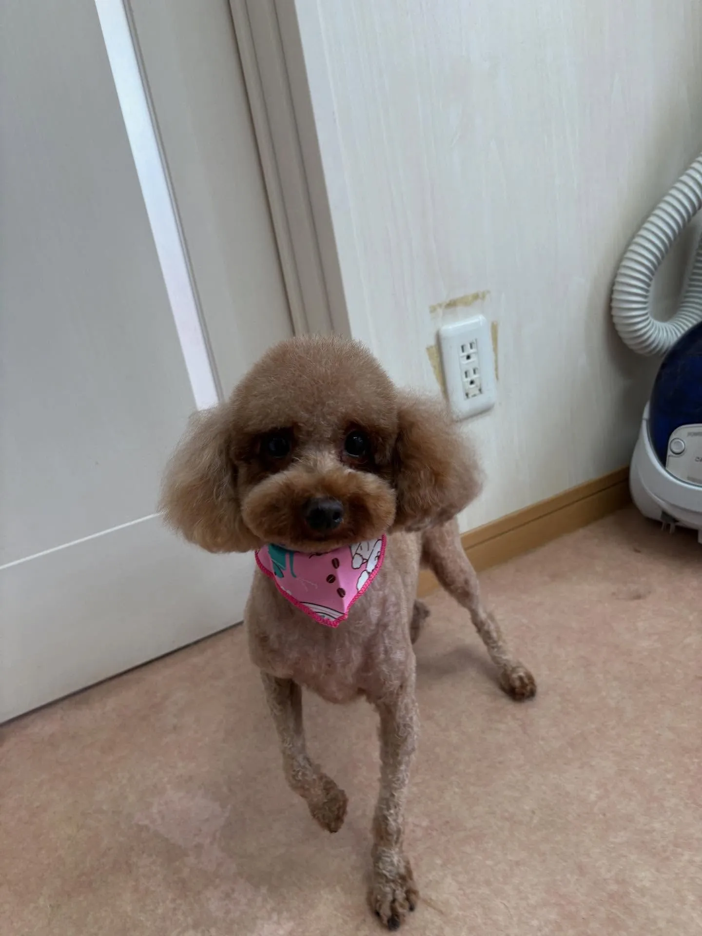 犬のトリミング✂️