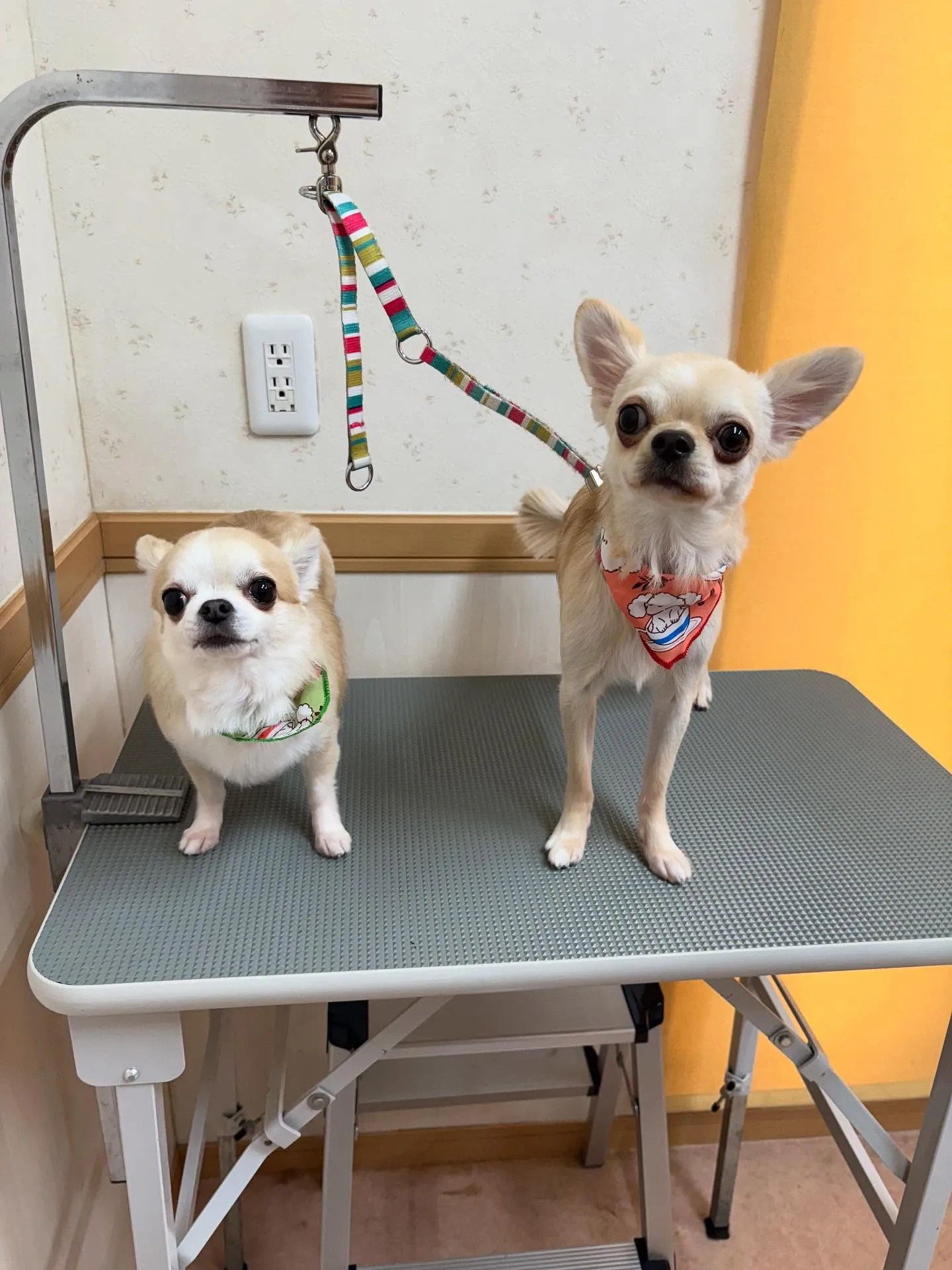 犬のトリミング✂️