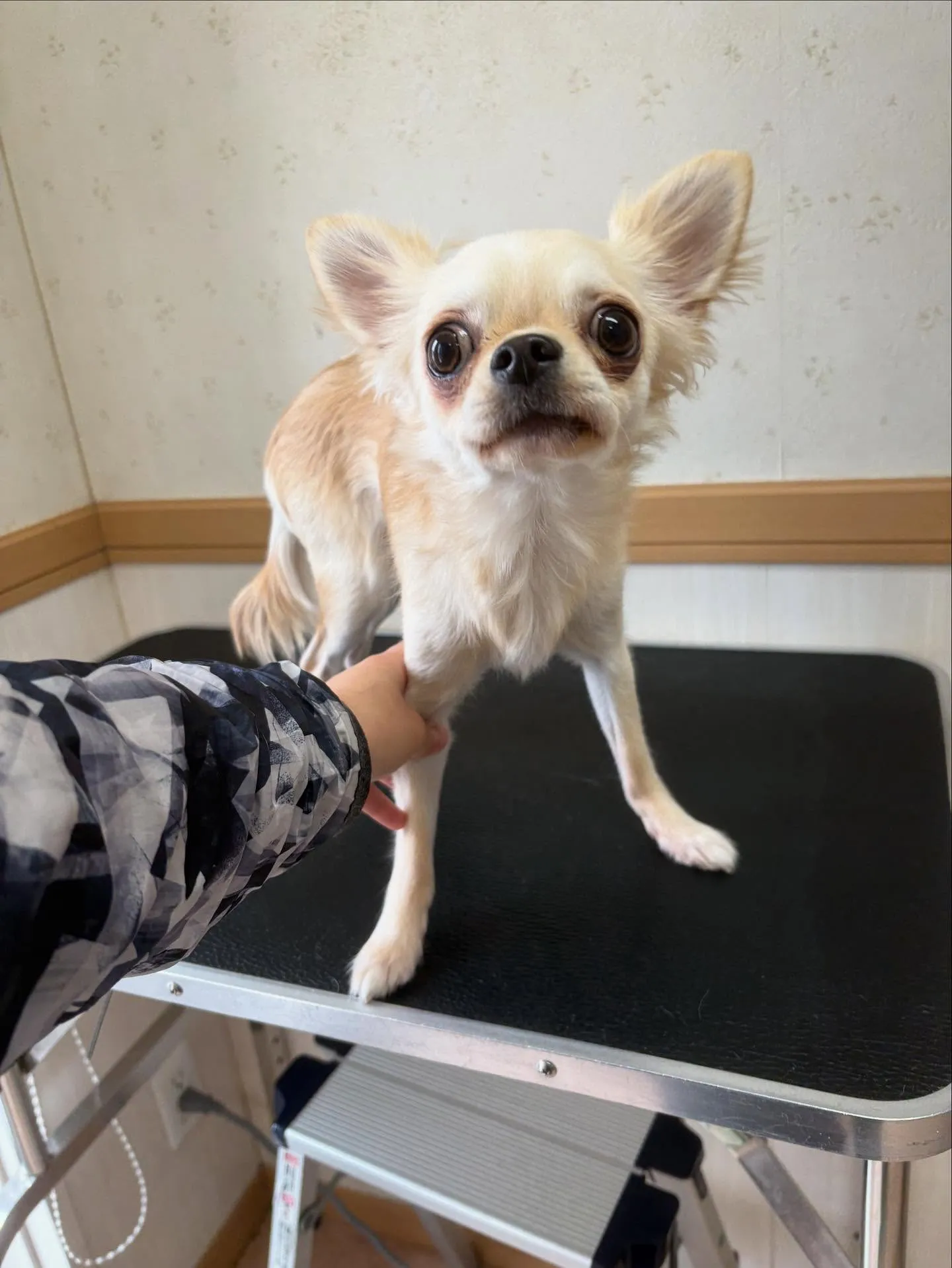 犬のトリミング✂️