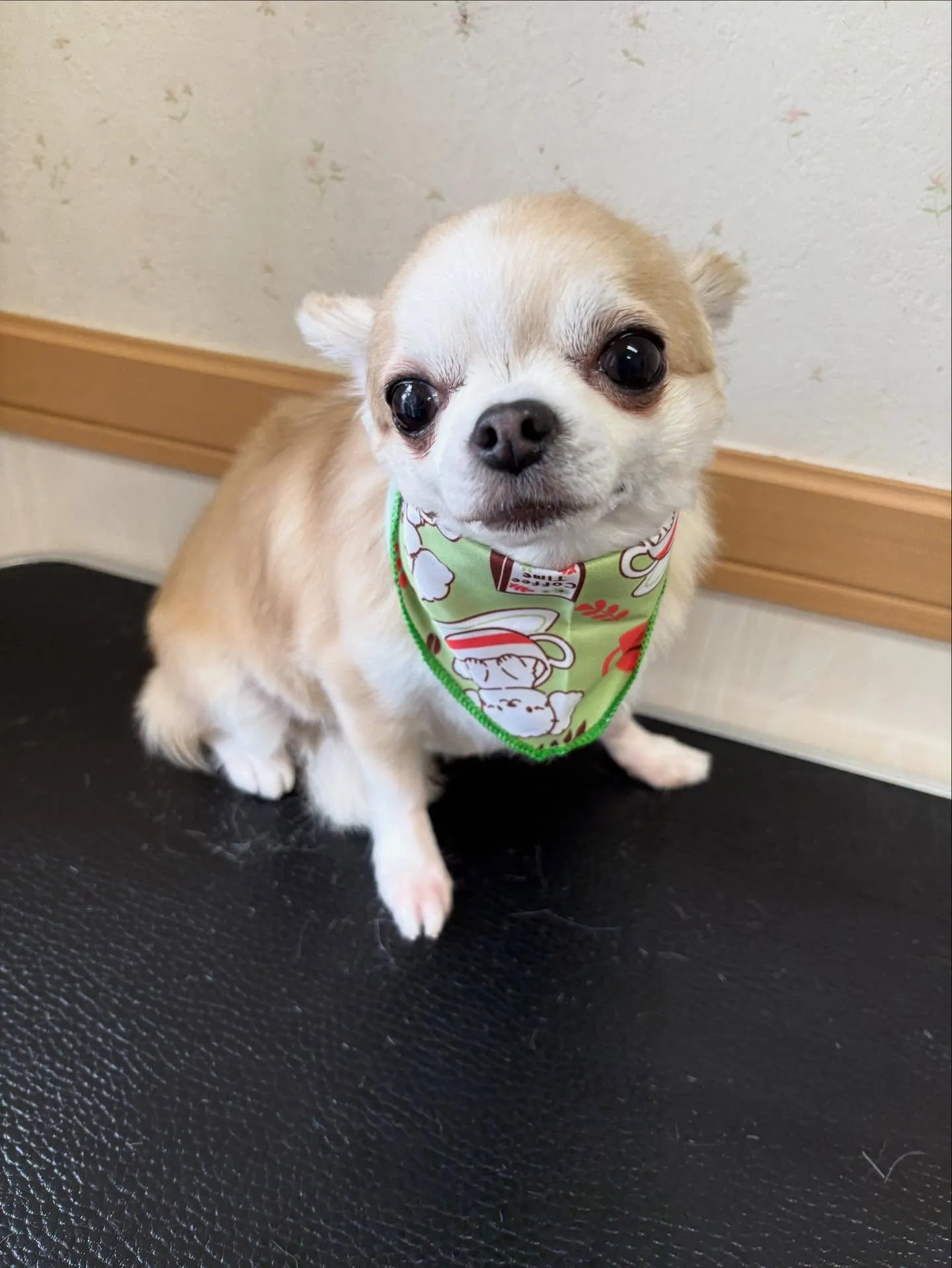 犬のトリミング✂️