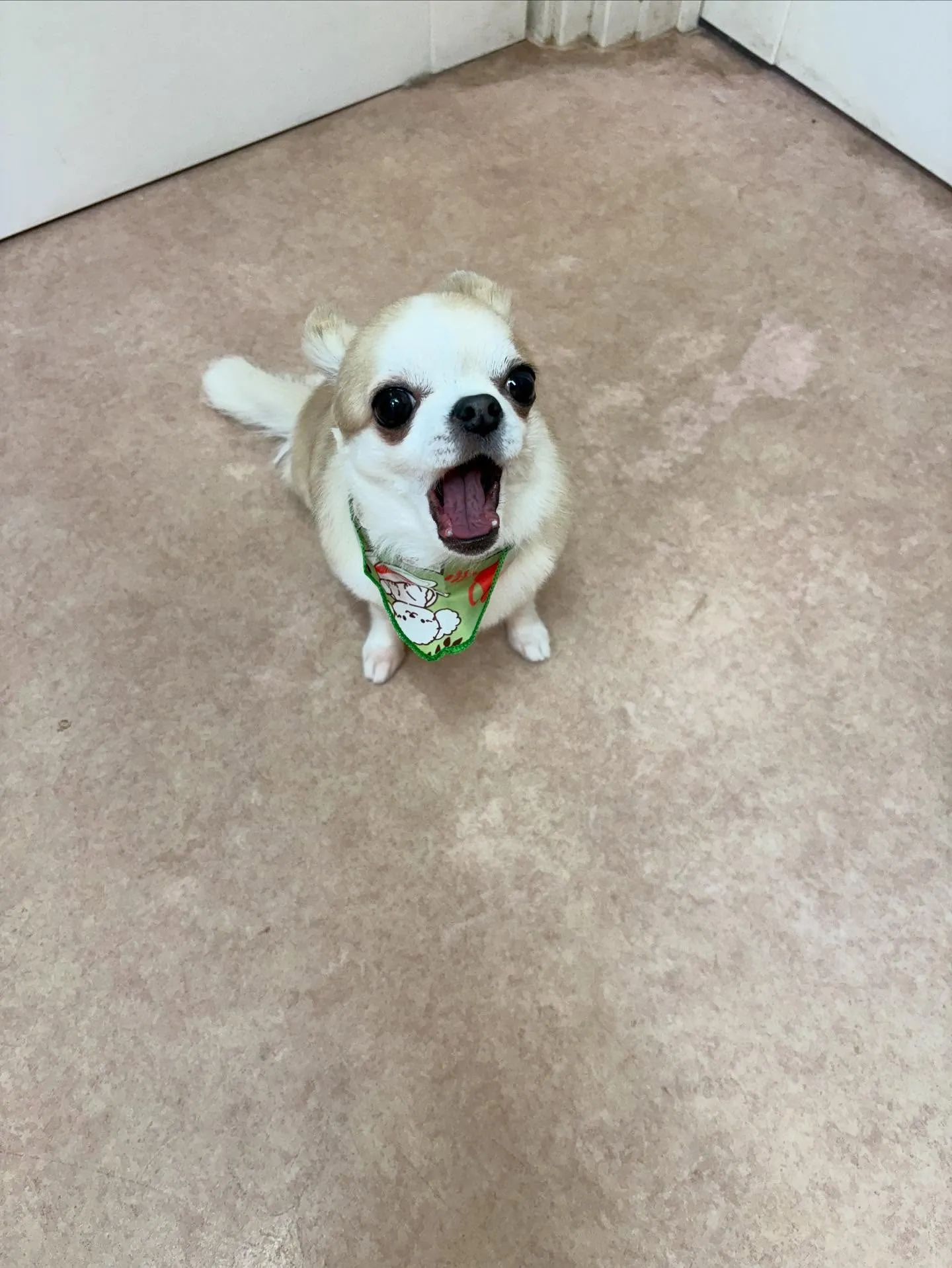 犬のトリミング✂️