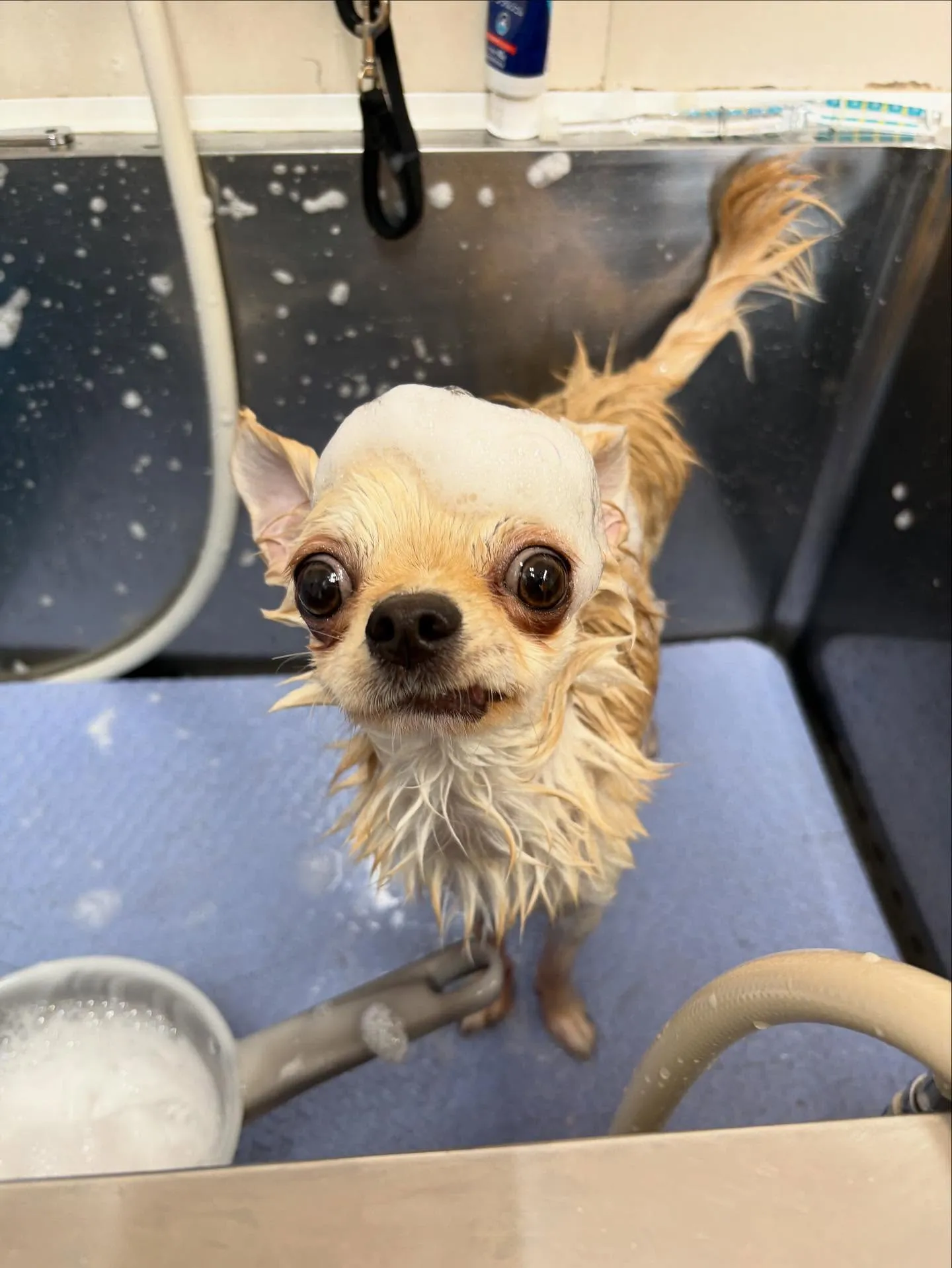 犬のトリミング✂️