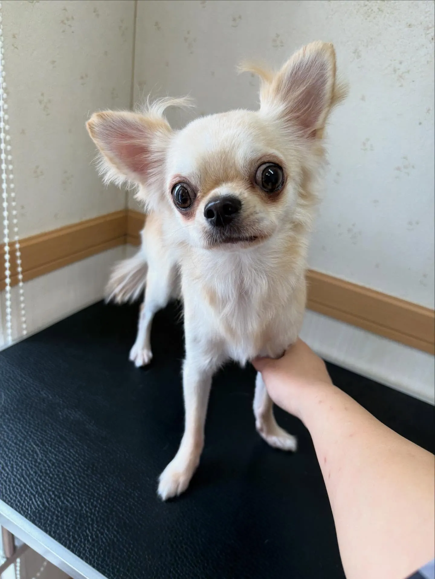 犬のトリミング✂️