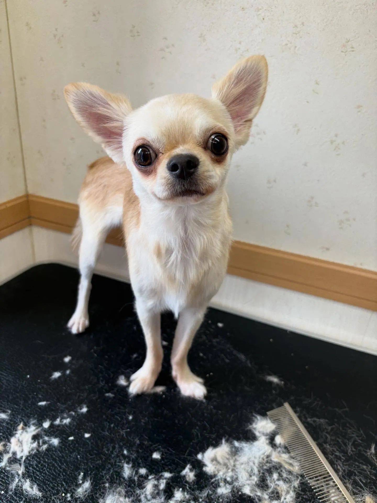 犬のトリミング✂️