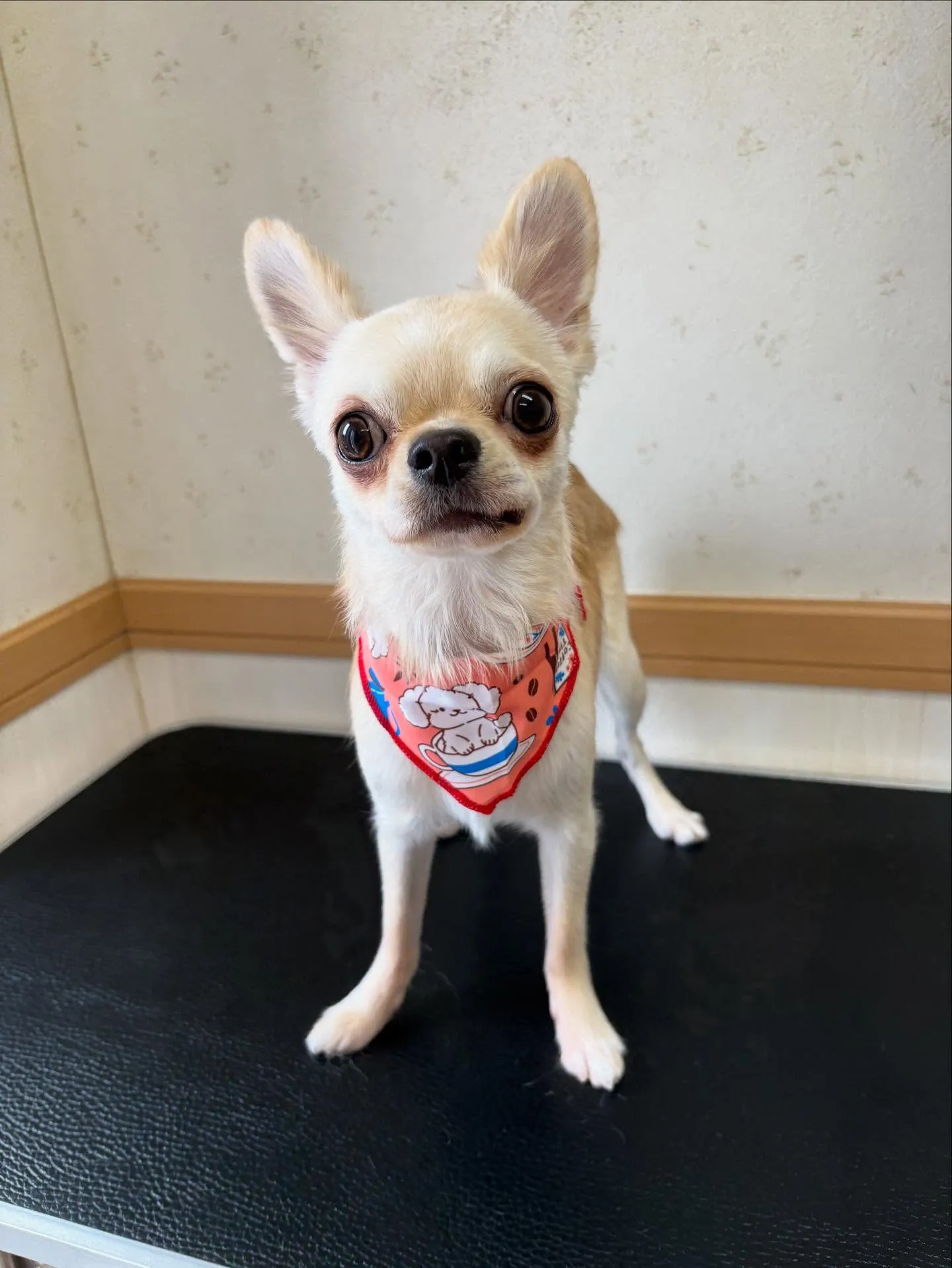 犬のトリミング✂️