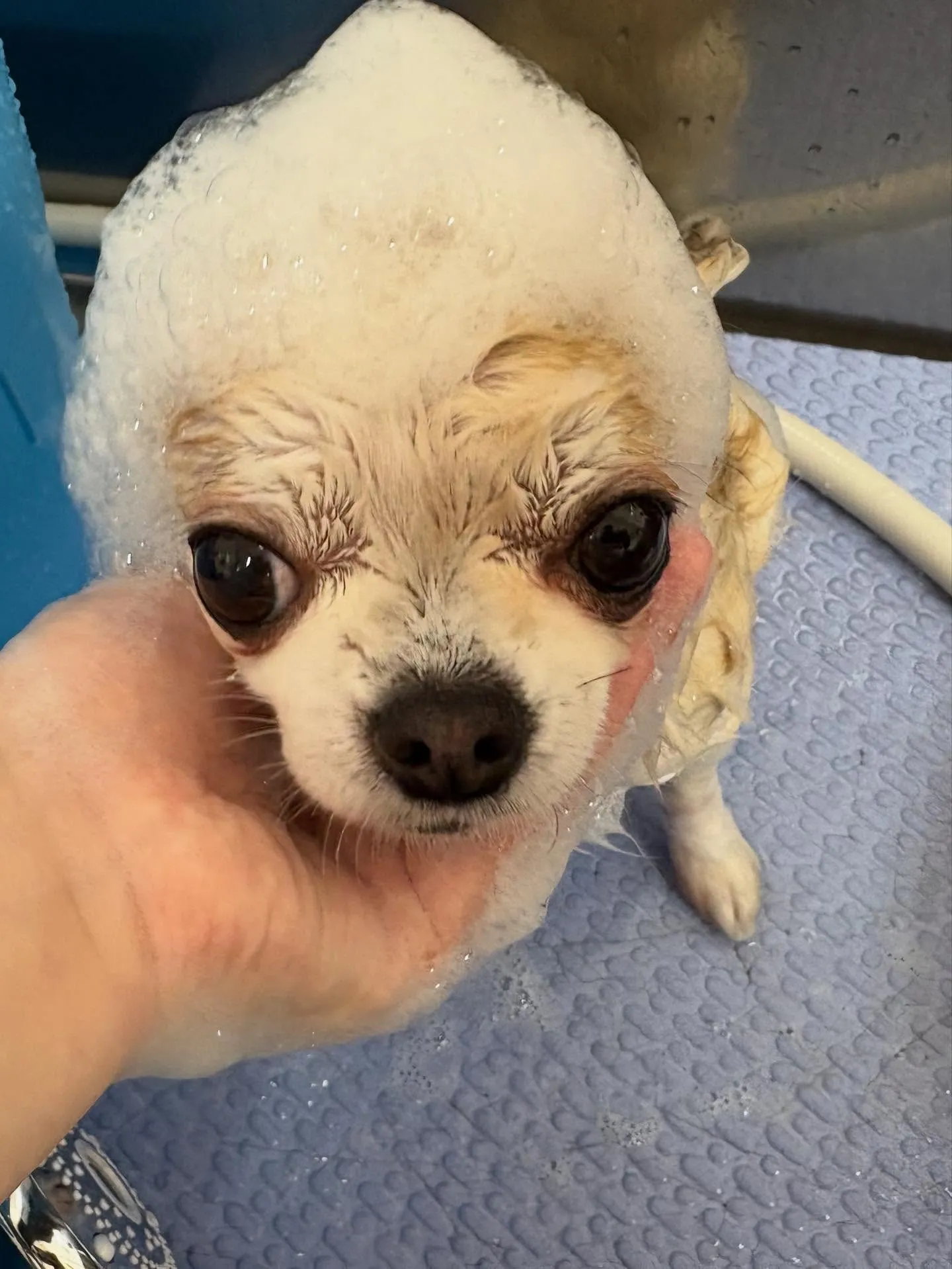 犬のトリミング✂️