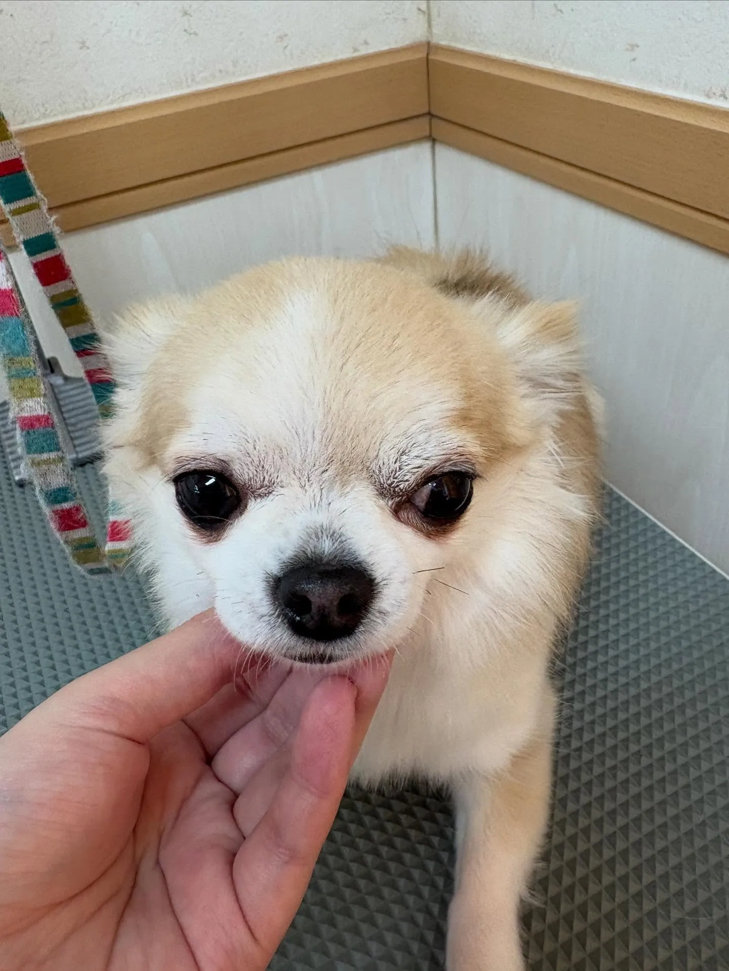 犬のトリミング✂️