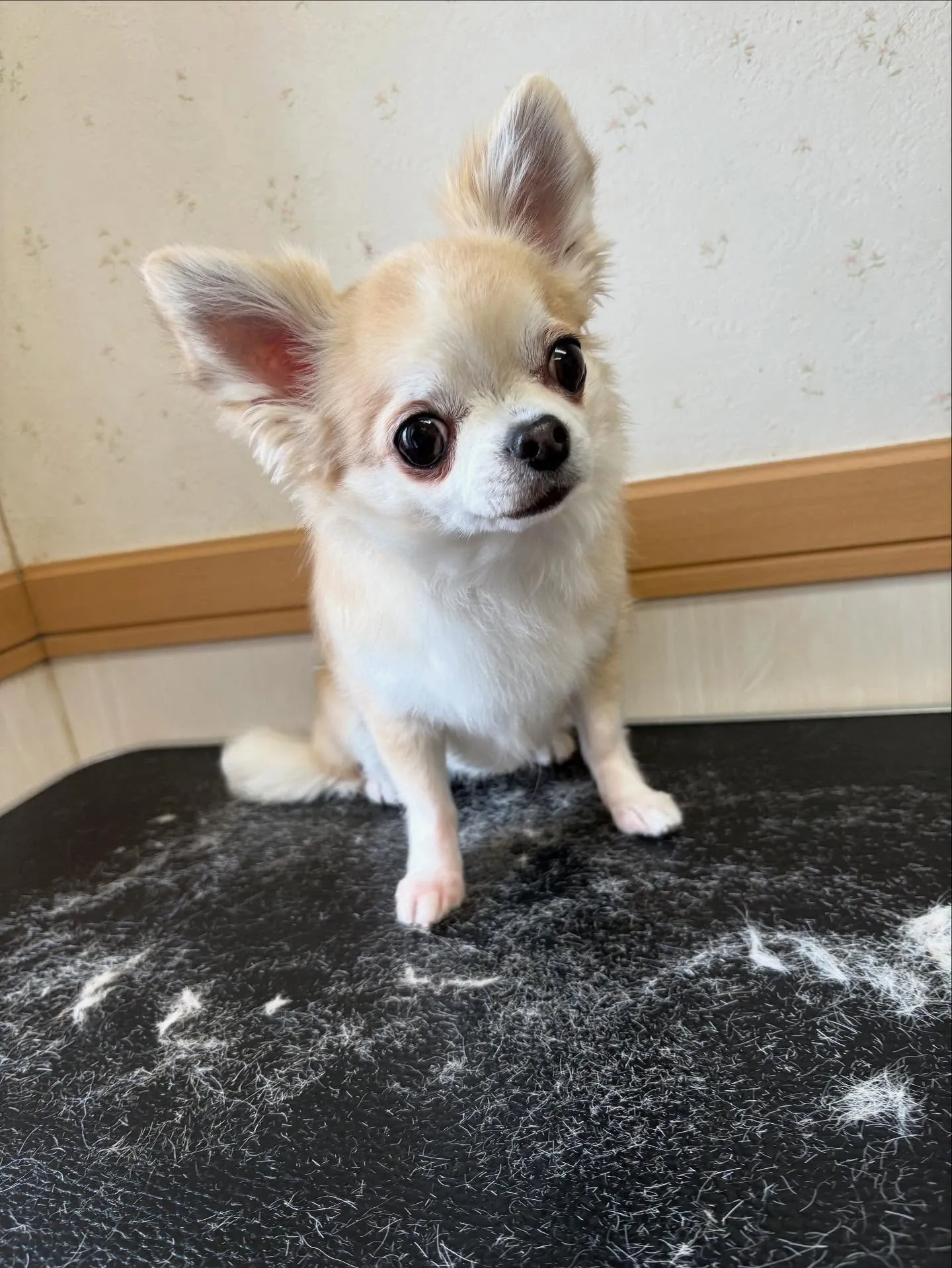 犬のトリミング✂️