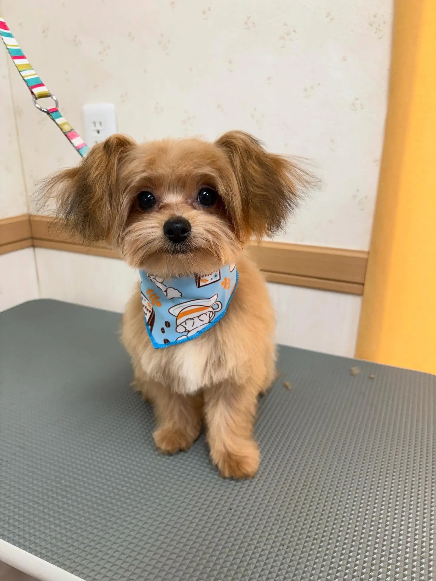 犬のトリミング✂️