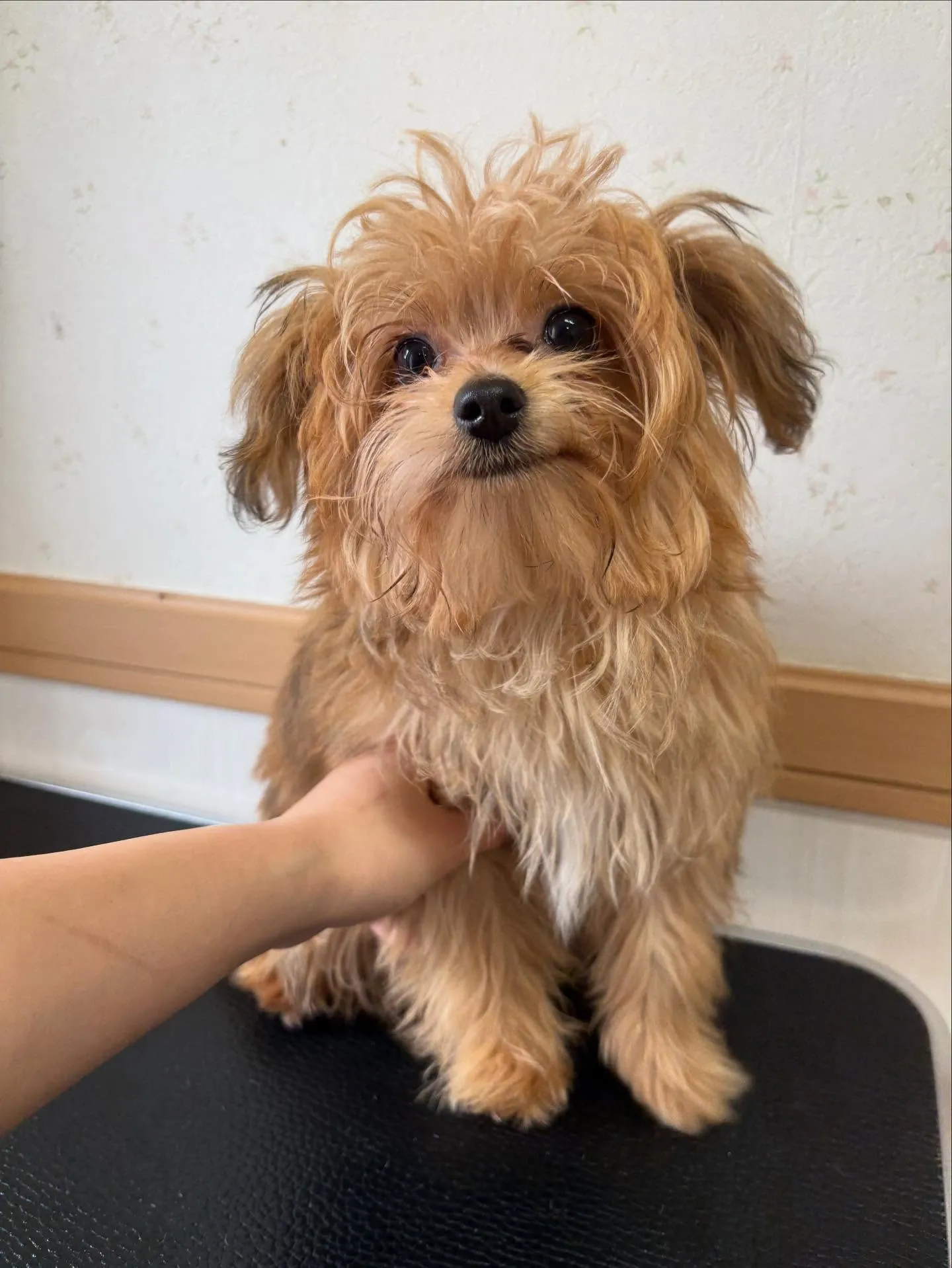 犬のトリミング✂️