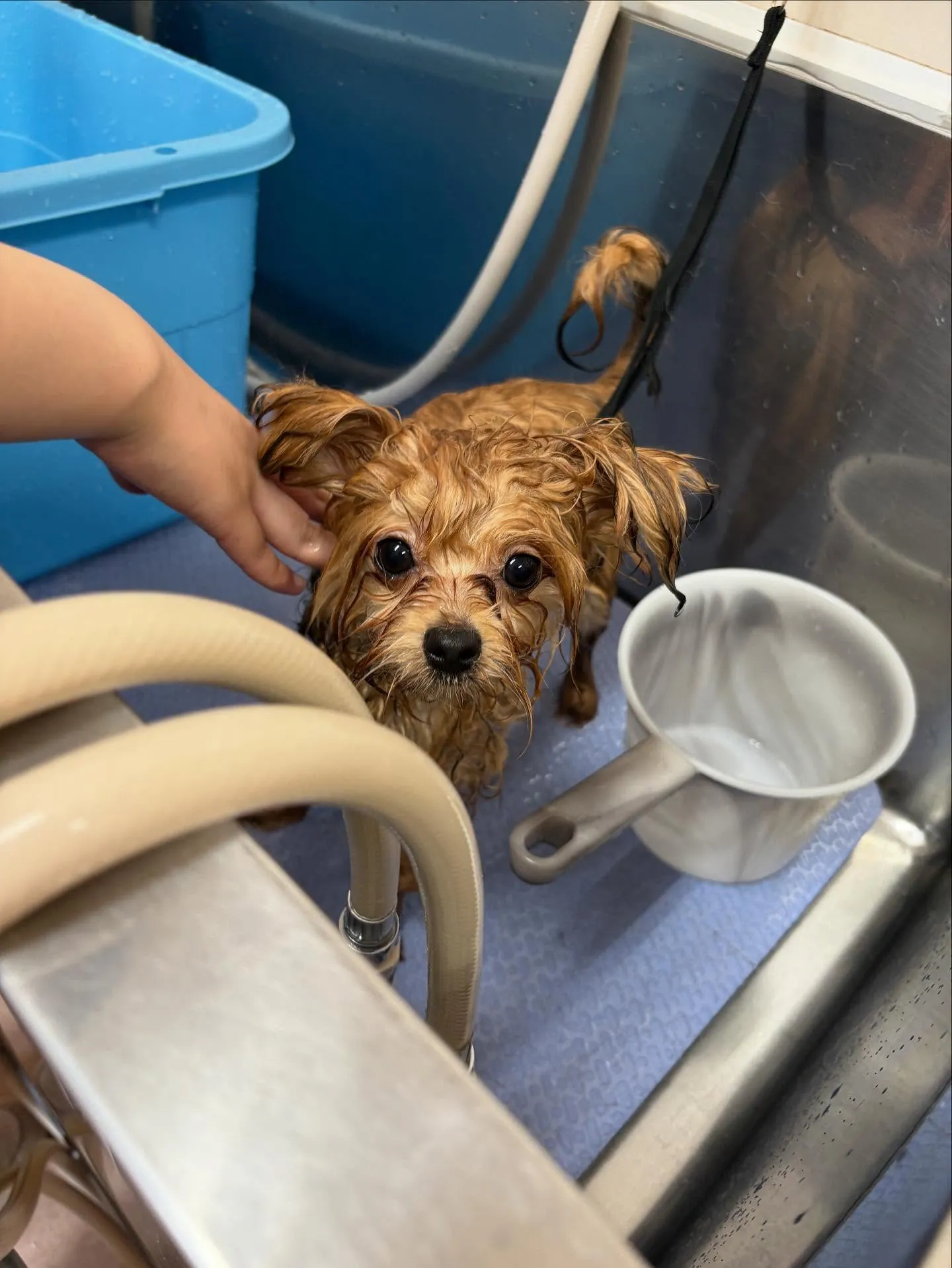 犬のトリミング✂️