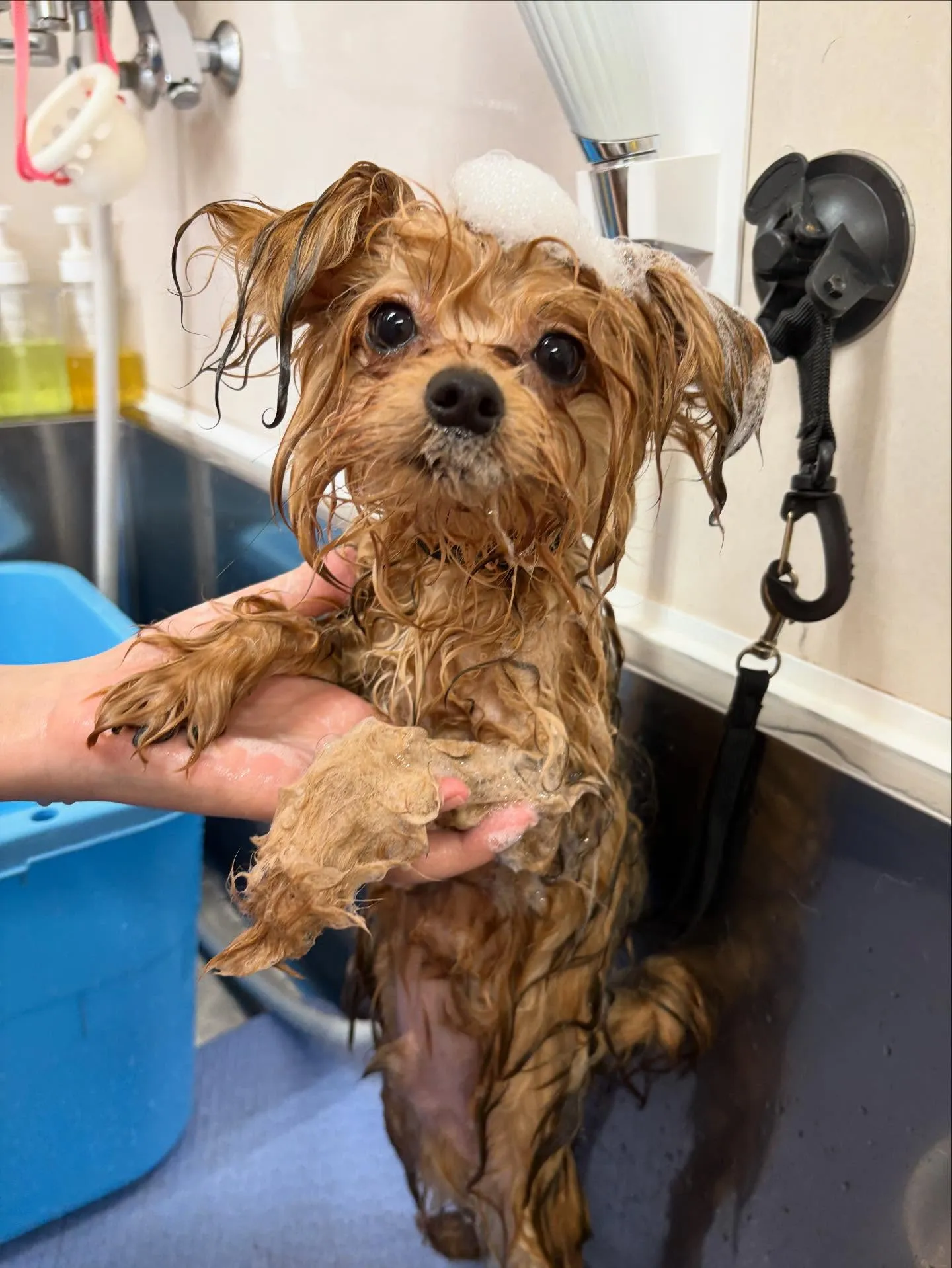 犬のトリミング✂️