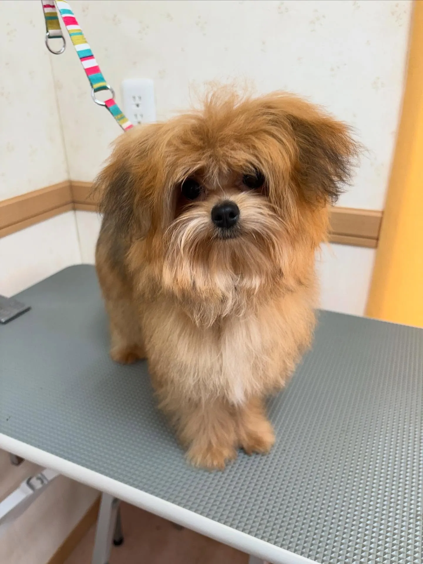 犬のトリミング✂️