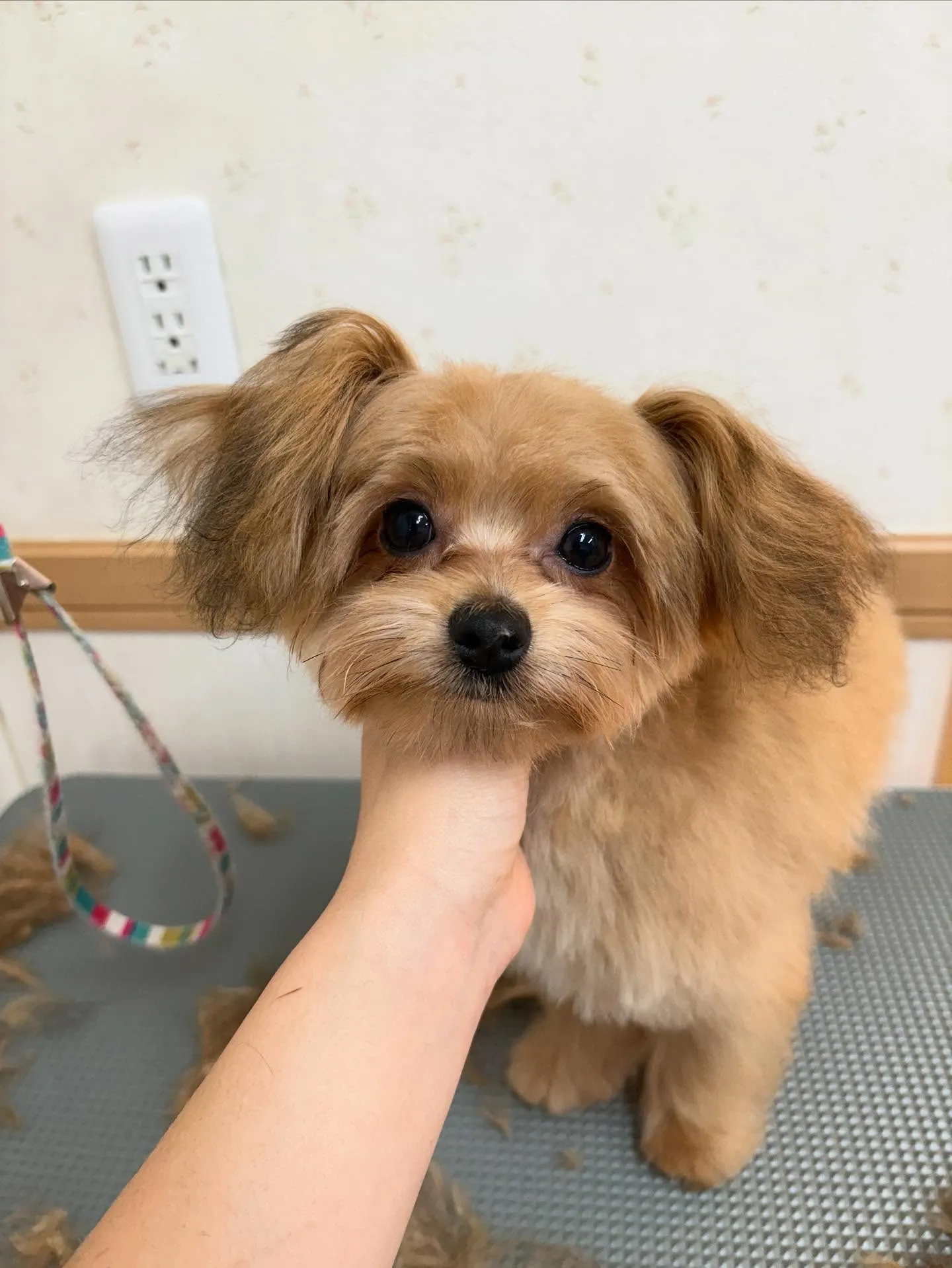 犬のトリミング✂️