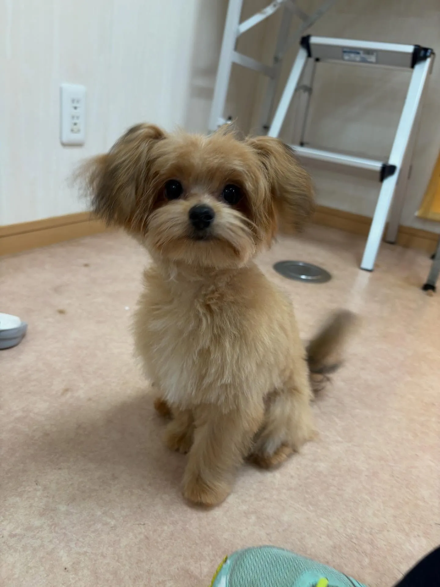 犬のトリミング✂️