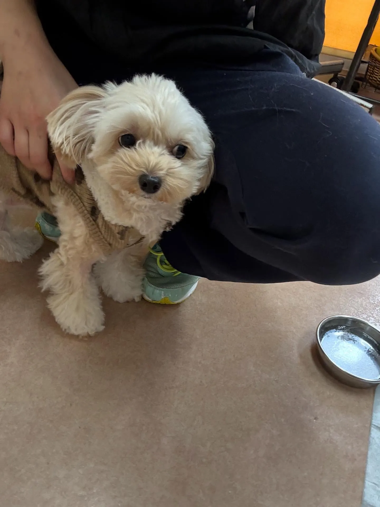 犬のトリミング✂️