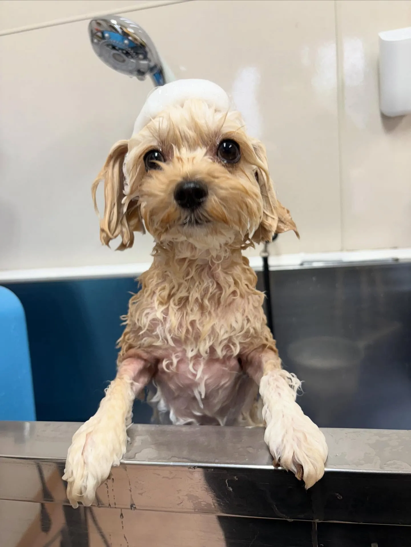 犬のトリミング✂️