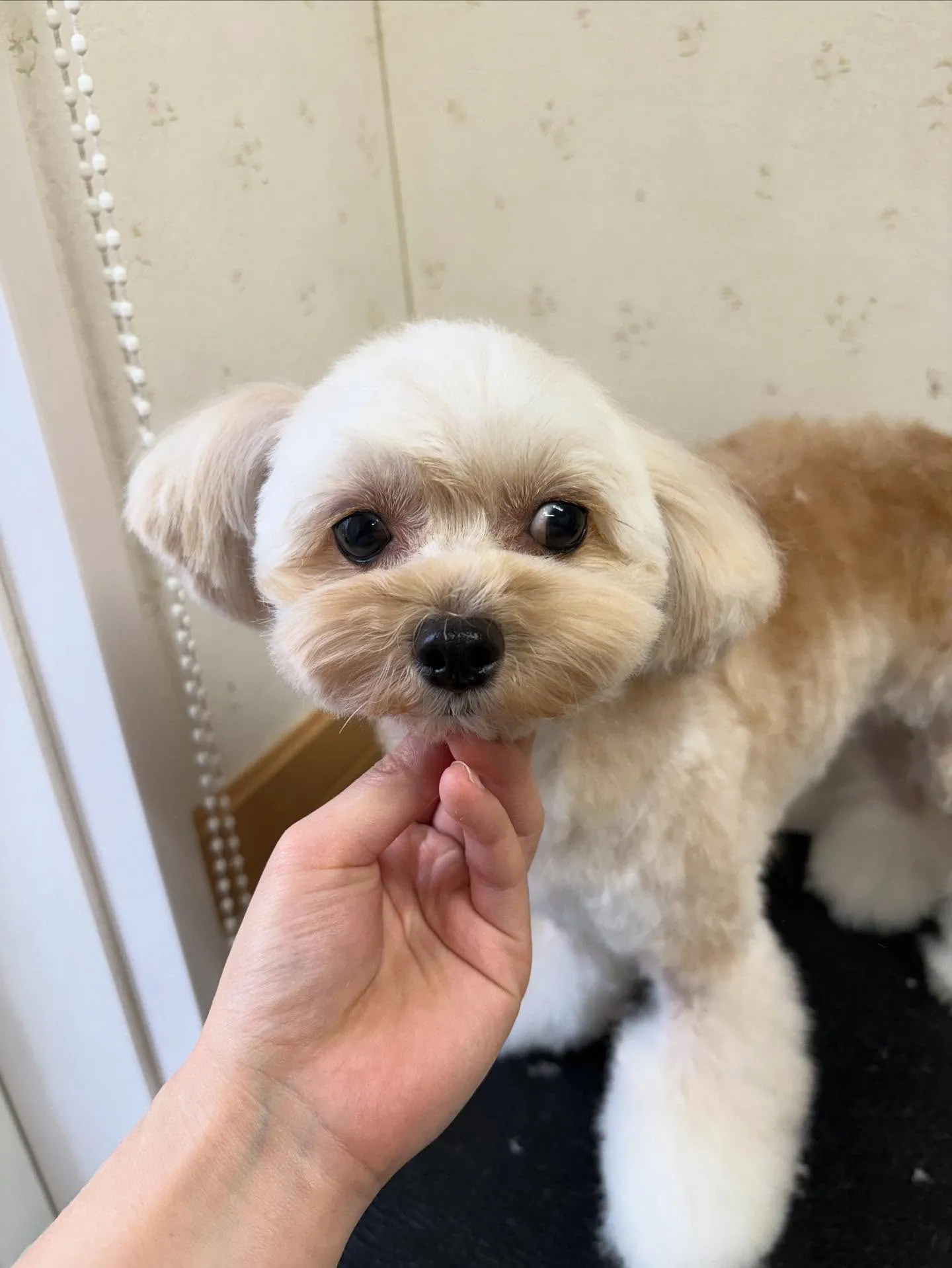 犬のトリミング✂️