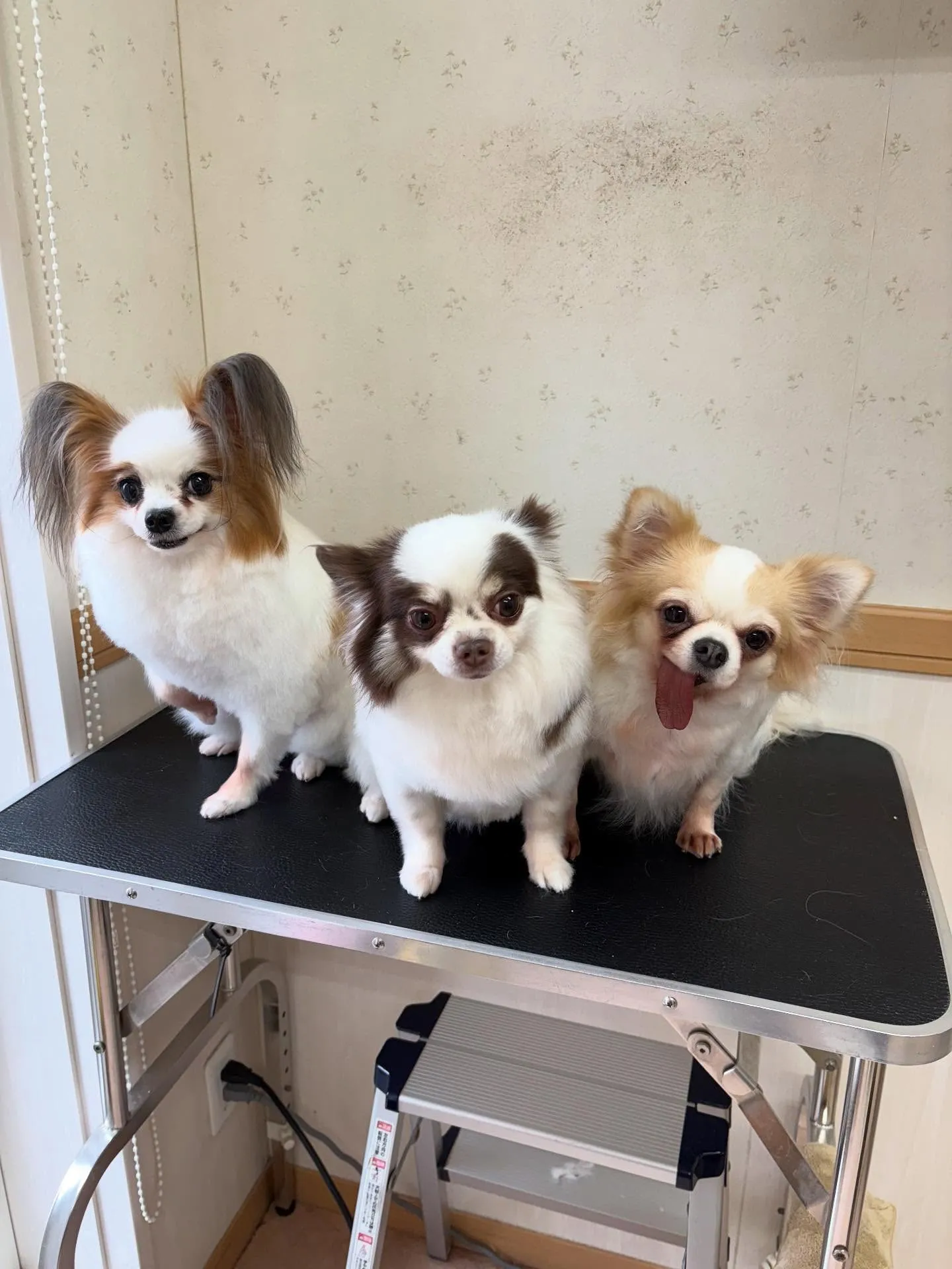 犬のトリミング✂️