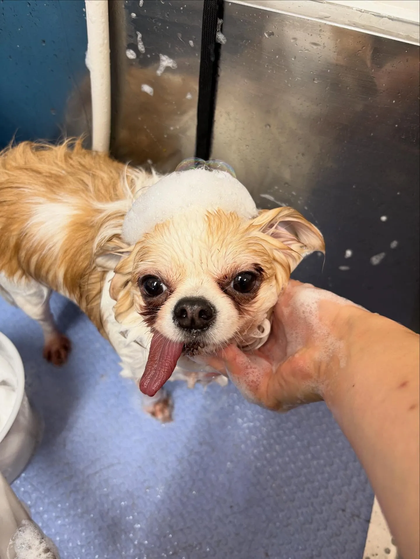 犬のトリミング✂️