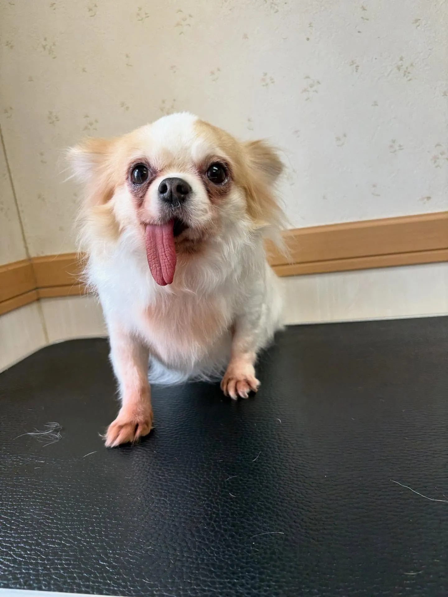 犬のトリミング✂️