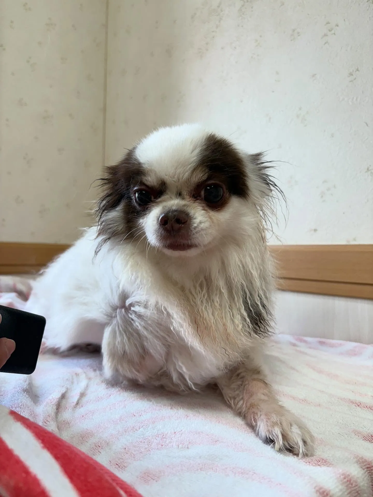 犬のトリミング✂️