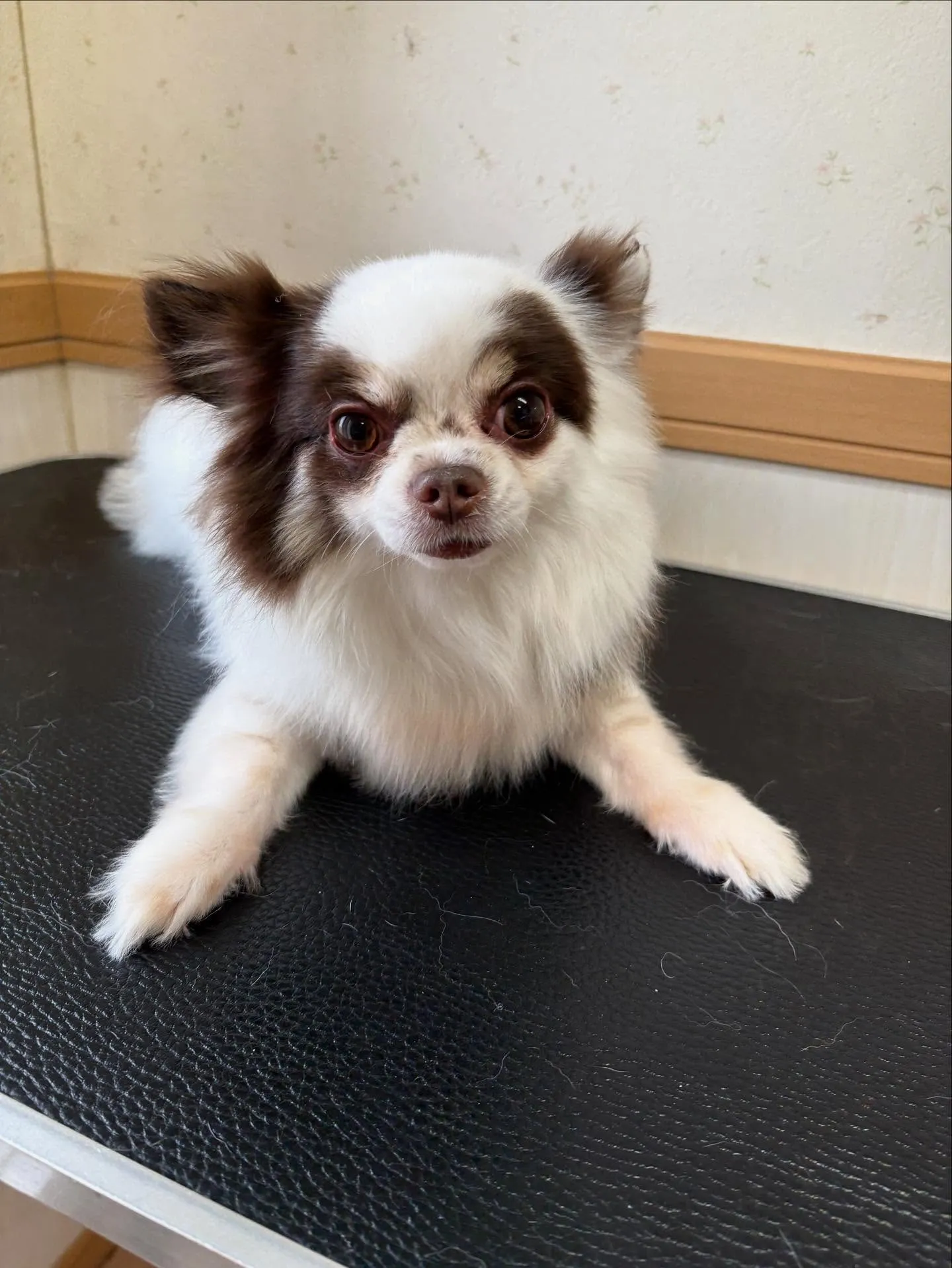 犬のトリミング✂️