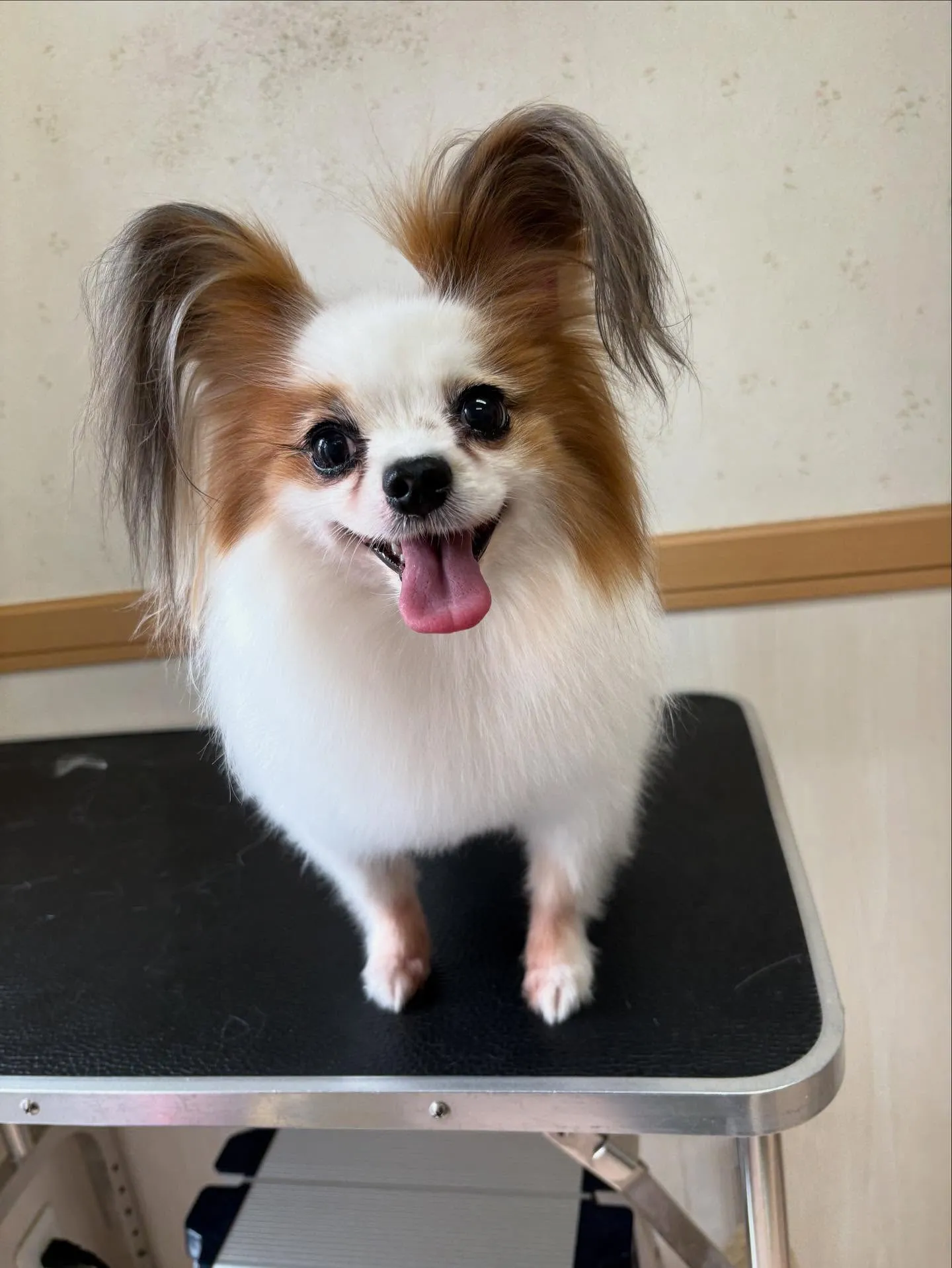 犬のトリミング✂️