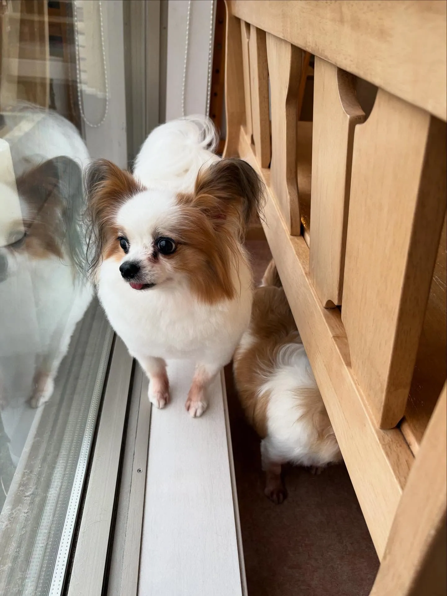 犬のトリミング✂️