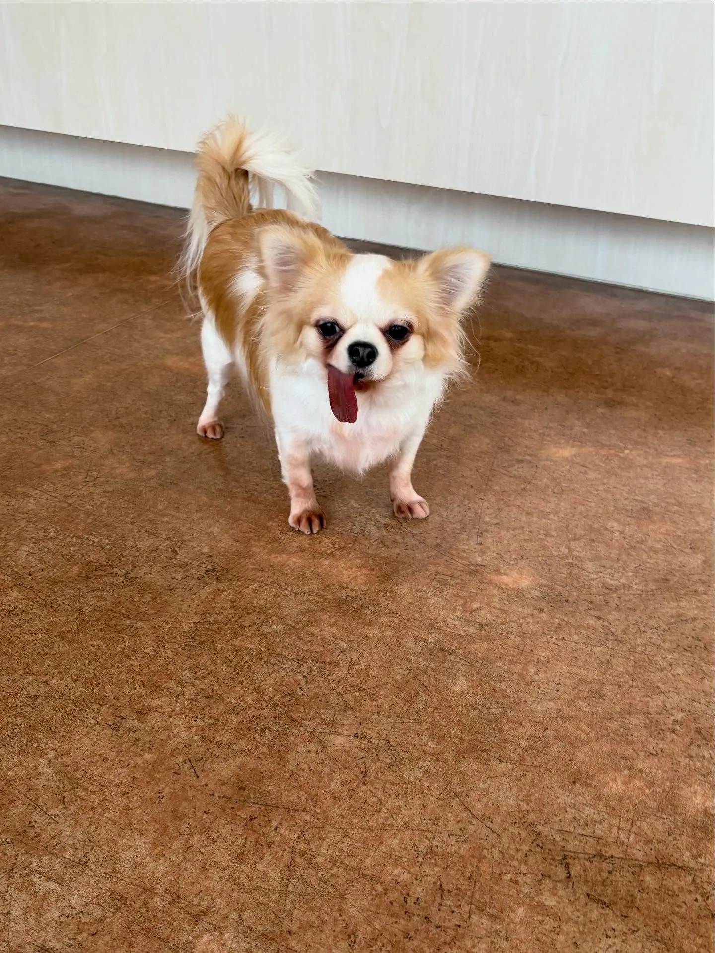 犬のトリミング✂️