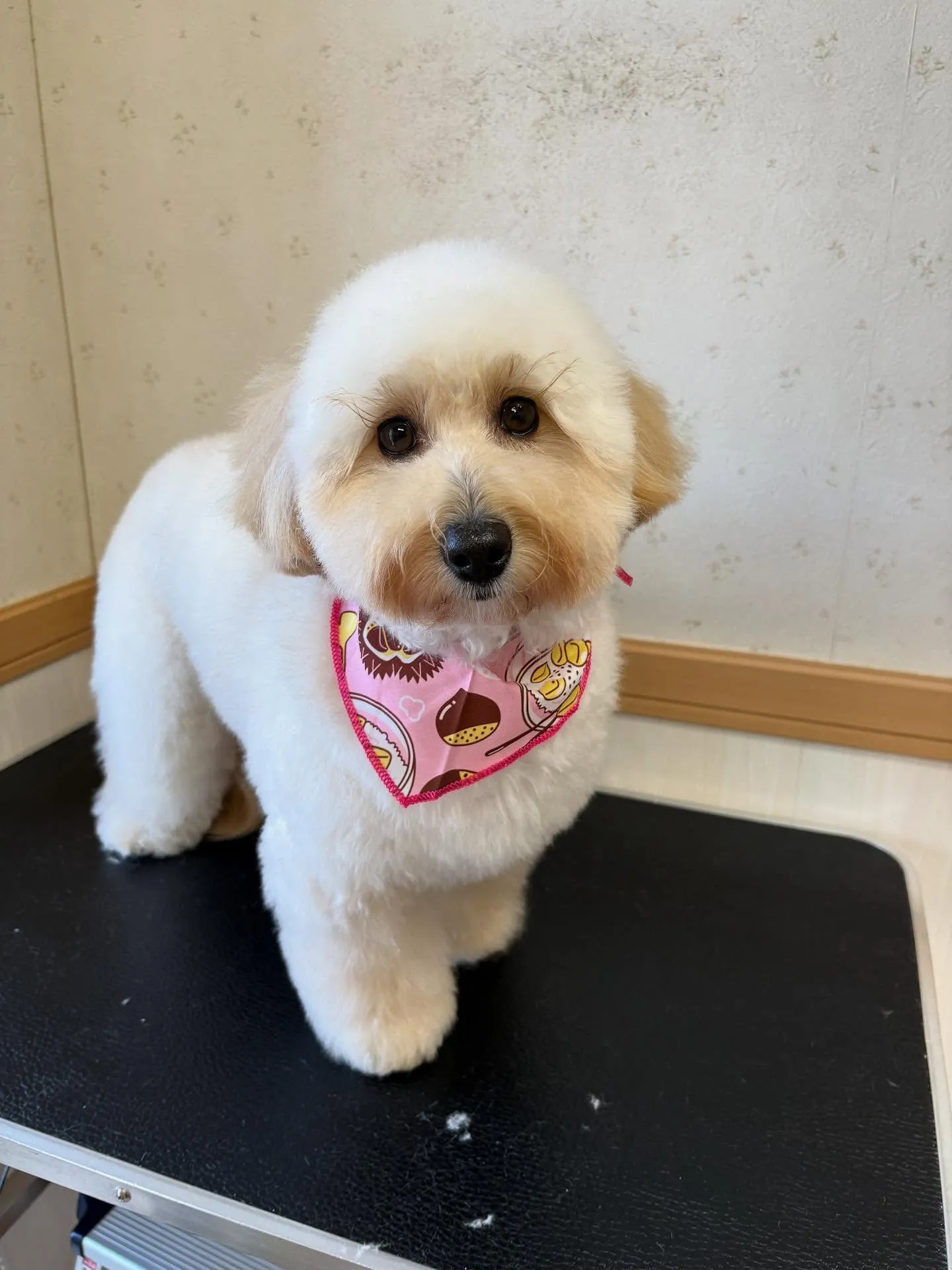 犬のトリミング✂️