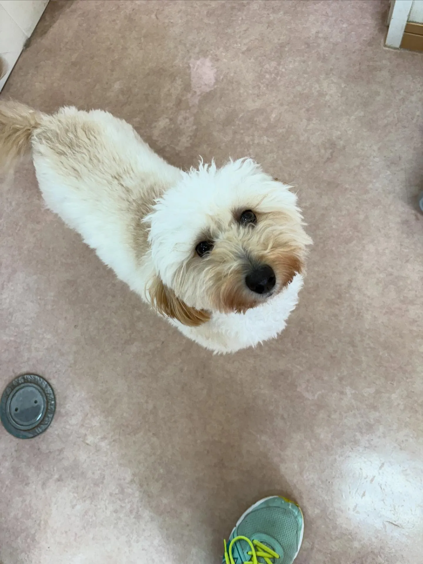 犬のトリミング✂️