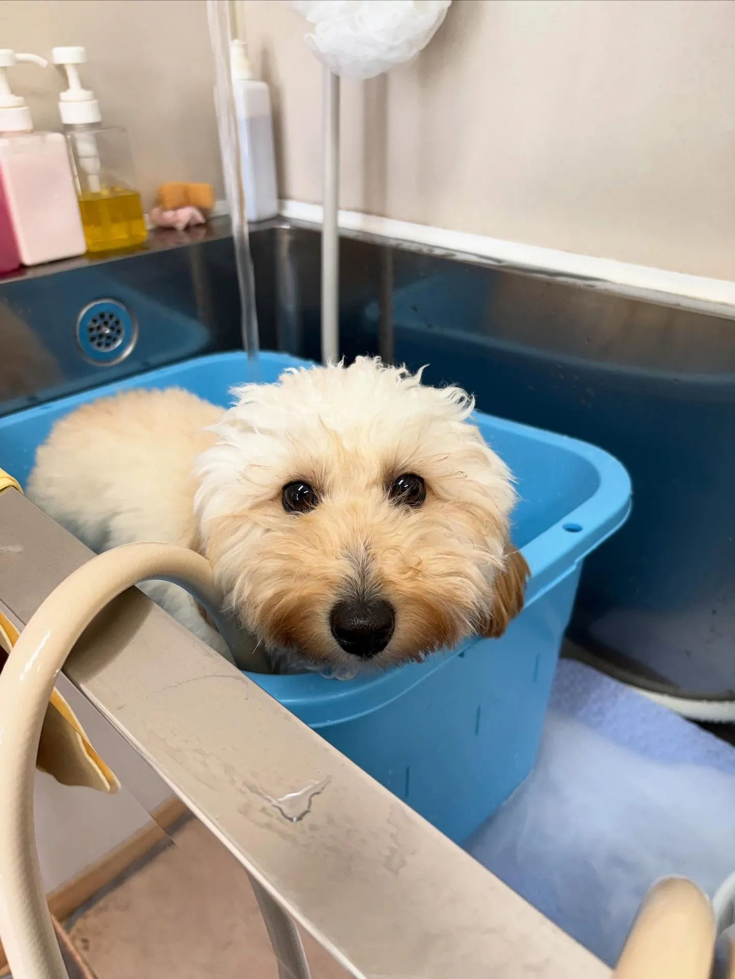 犬のトリミング✂️