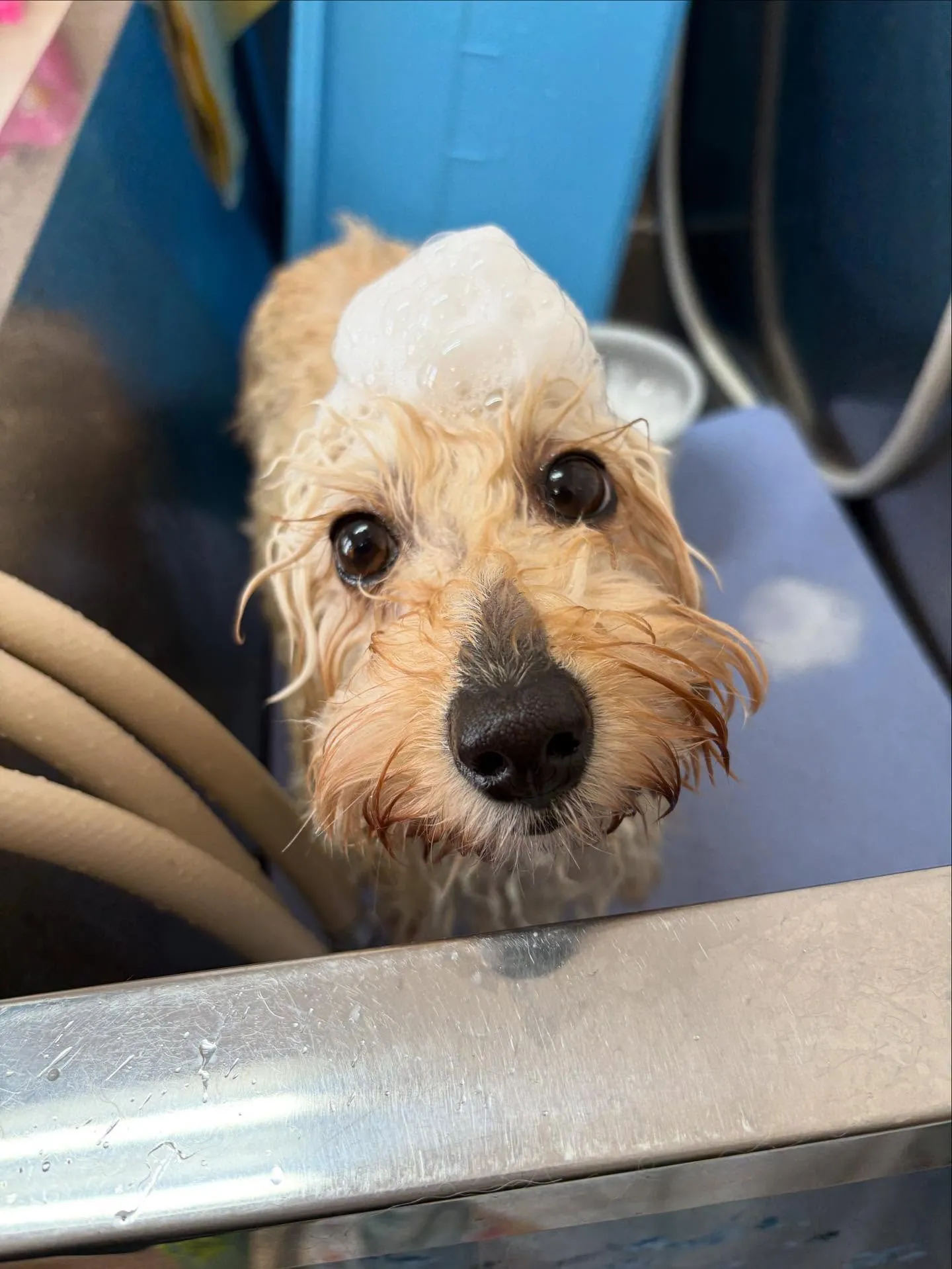 犬のトリミング✂️