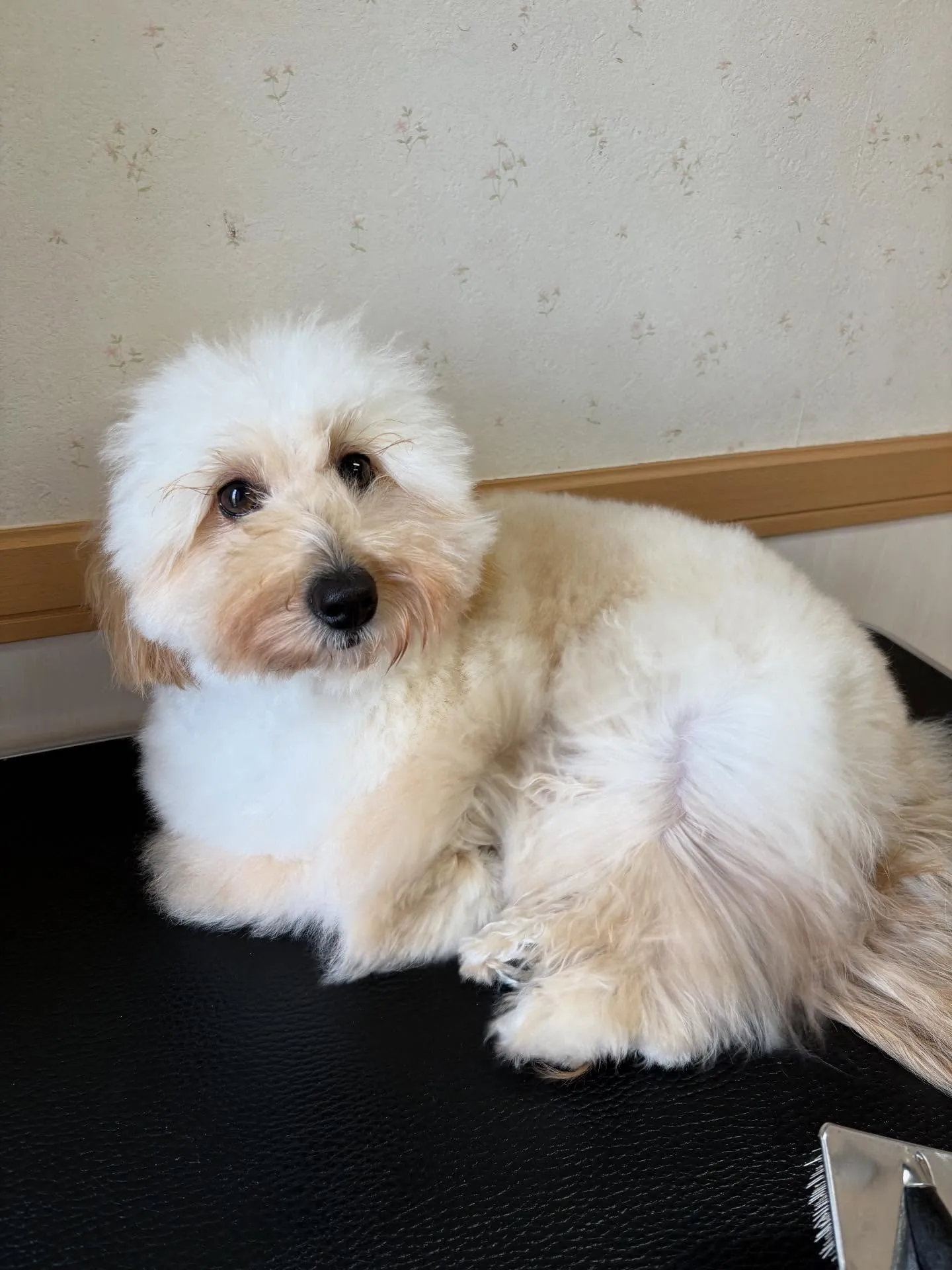 犬のトリミング✂️