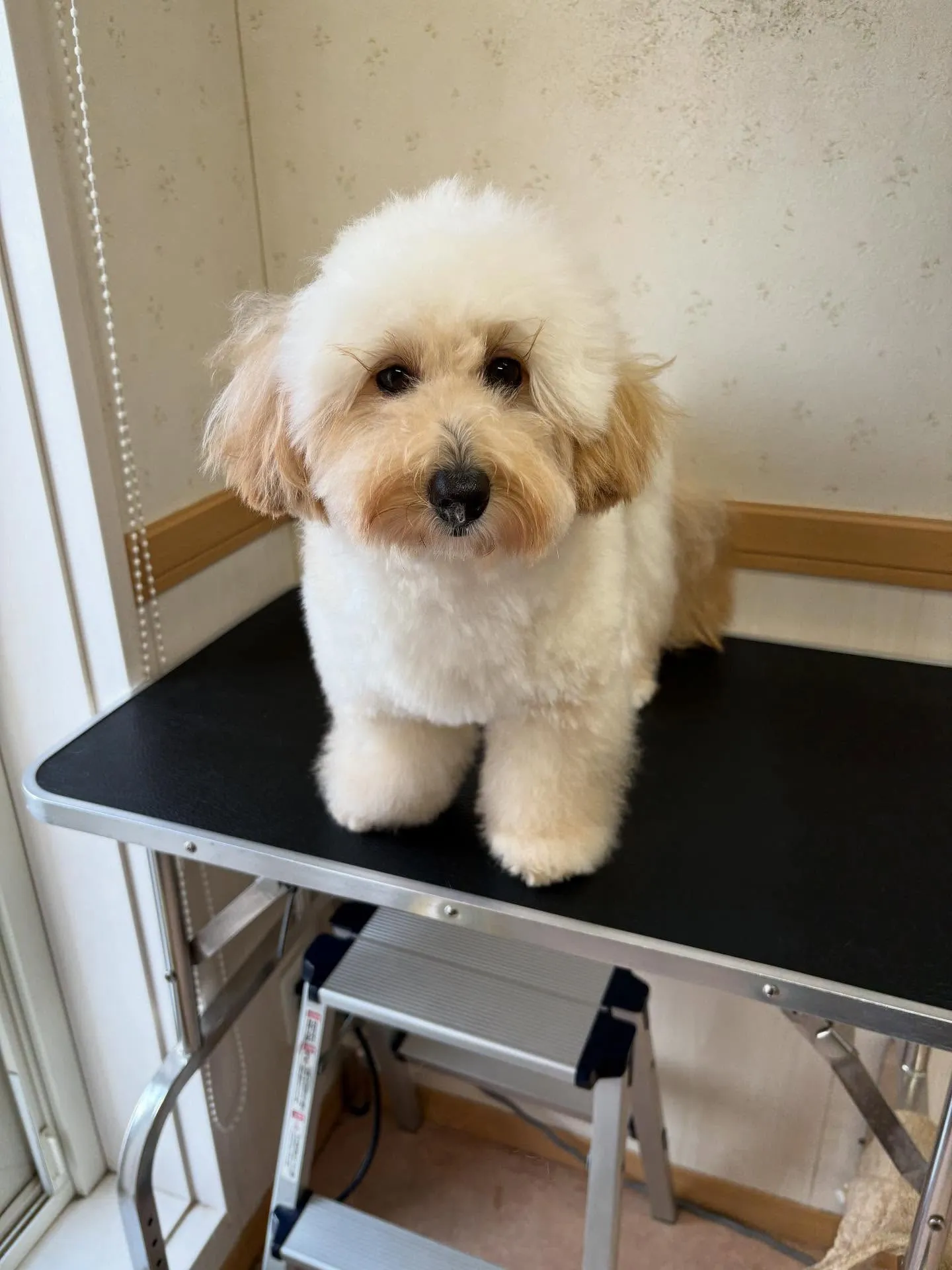 犬のトリミング✂️