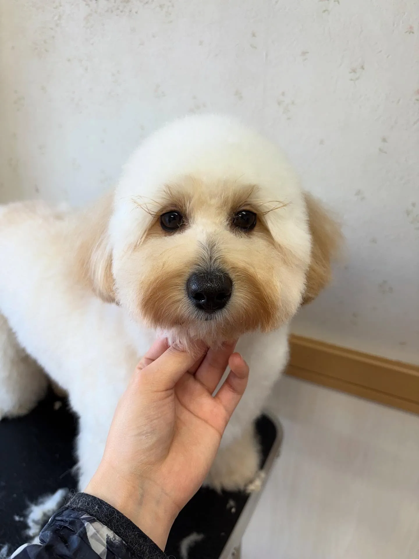 犬のトリミング✂️