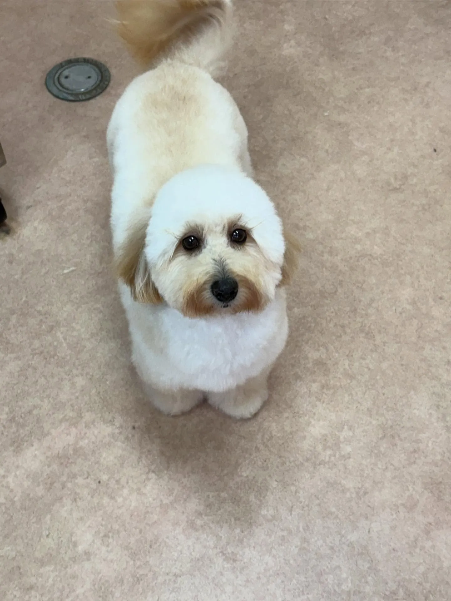 犬のトリミング✂️