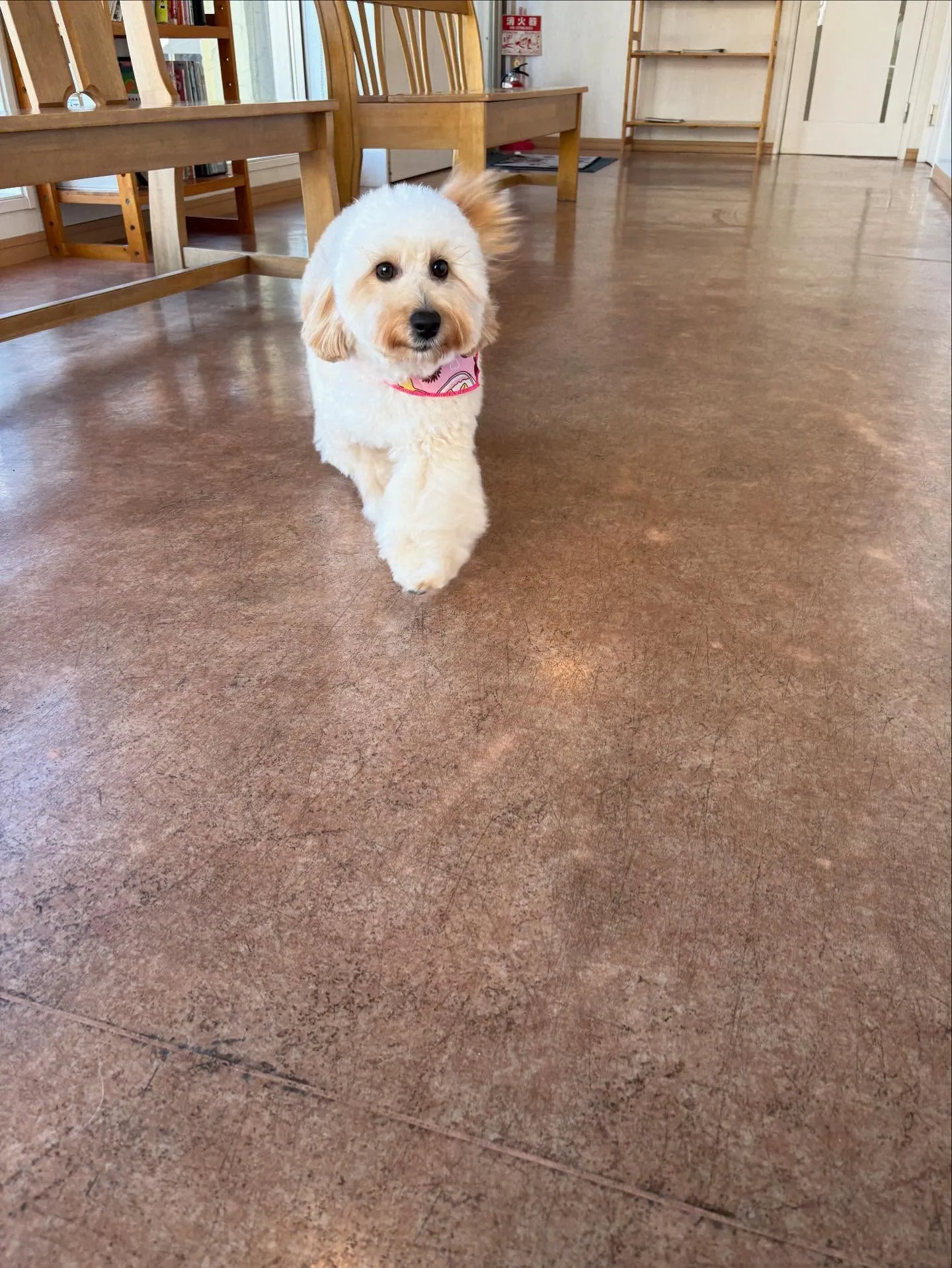 犬のトリミング✂️